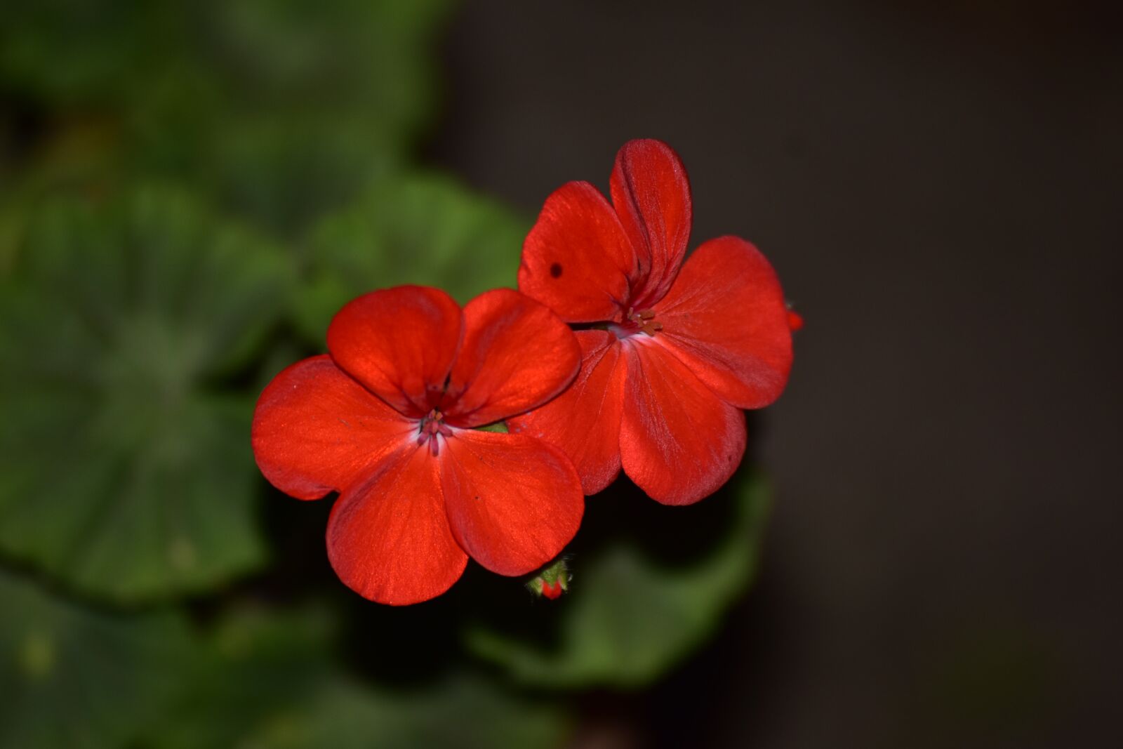 Nikon D5500 sample photo. Flowers, red, bloom photography