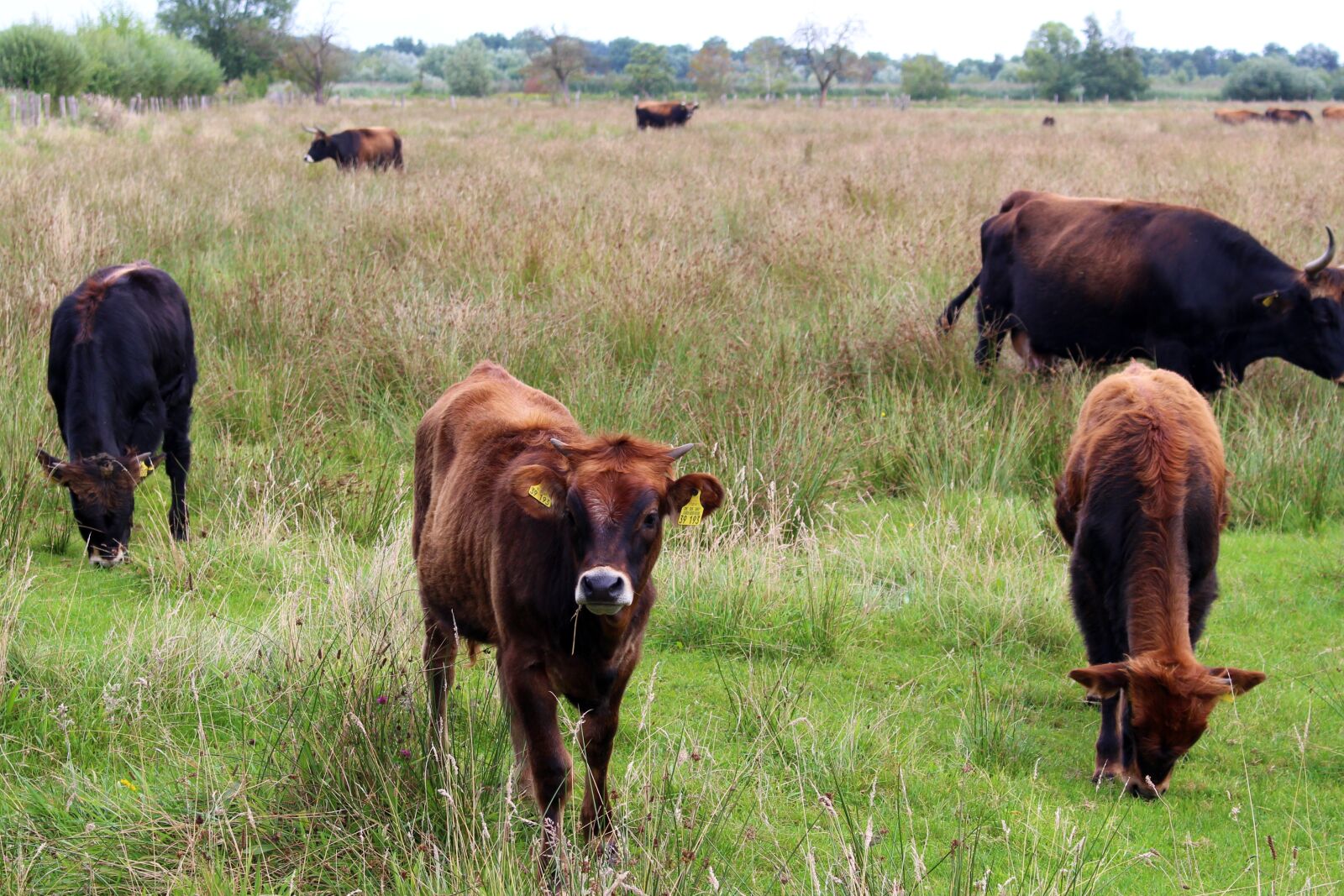 Canon EOS 700D (EOS Rebel T5i / EOS Kiss X7i) sample photo. Cattle, cows, pasture photography