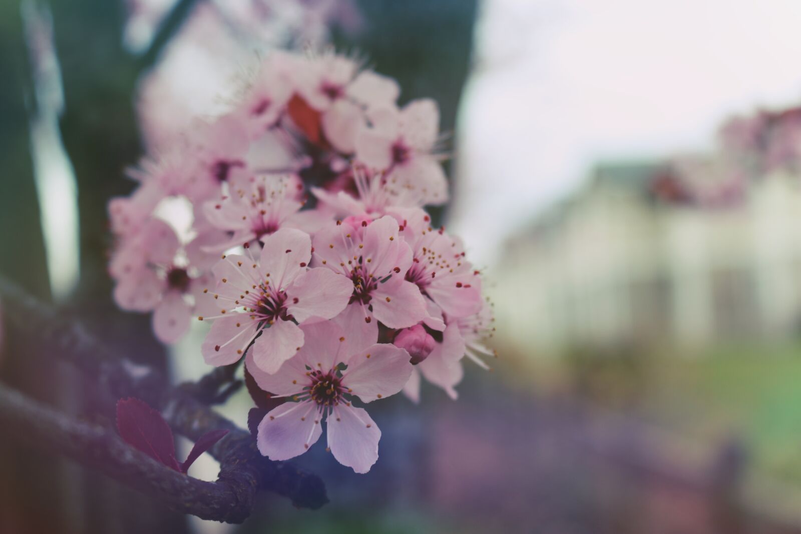 Canon EOS 750D (EOS Rebel T6i / EOS Kiss X8i) sample photo. Spring, bloom, nature photography