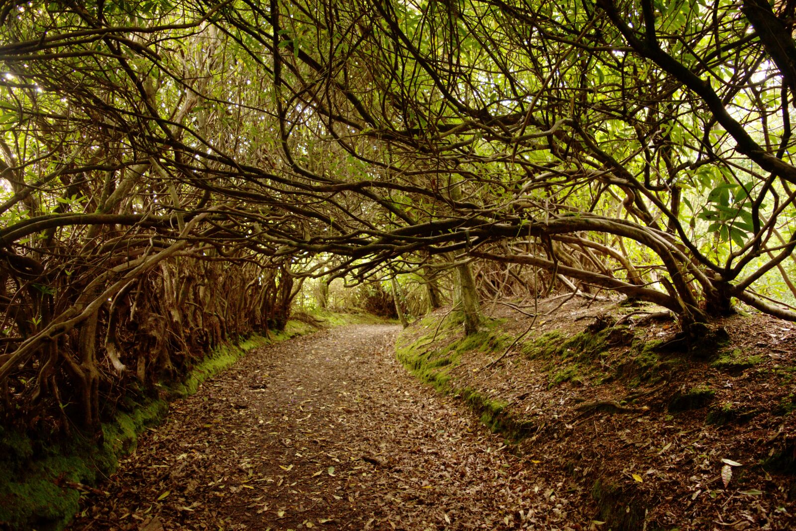 Nikon D5500 sample photo. Forest, woods, woodland photography