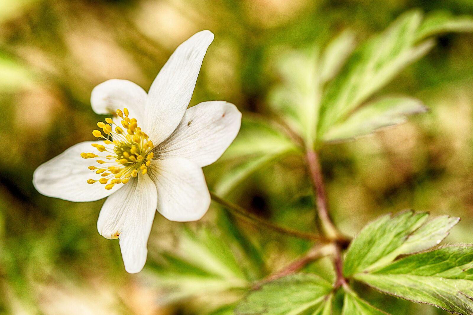 Canon EOS 7D Mark II sample photo. Anemones, nature, flora photography