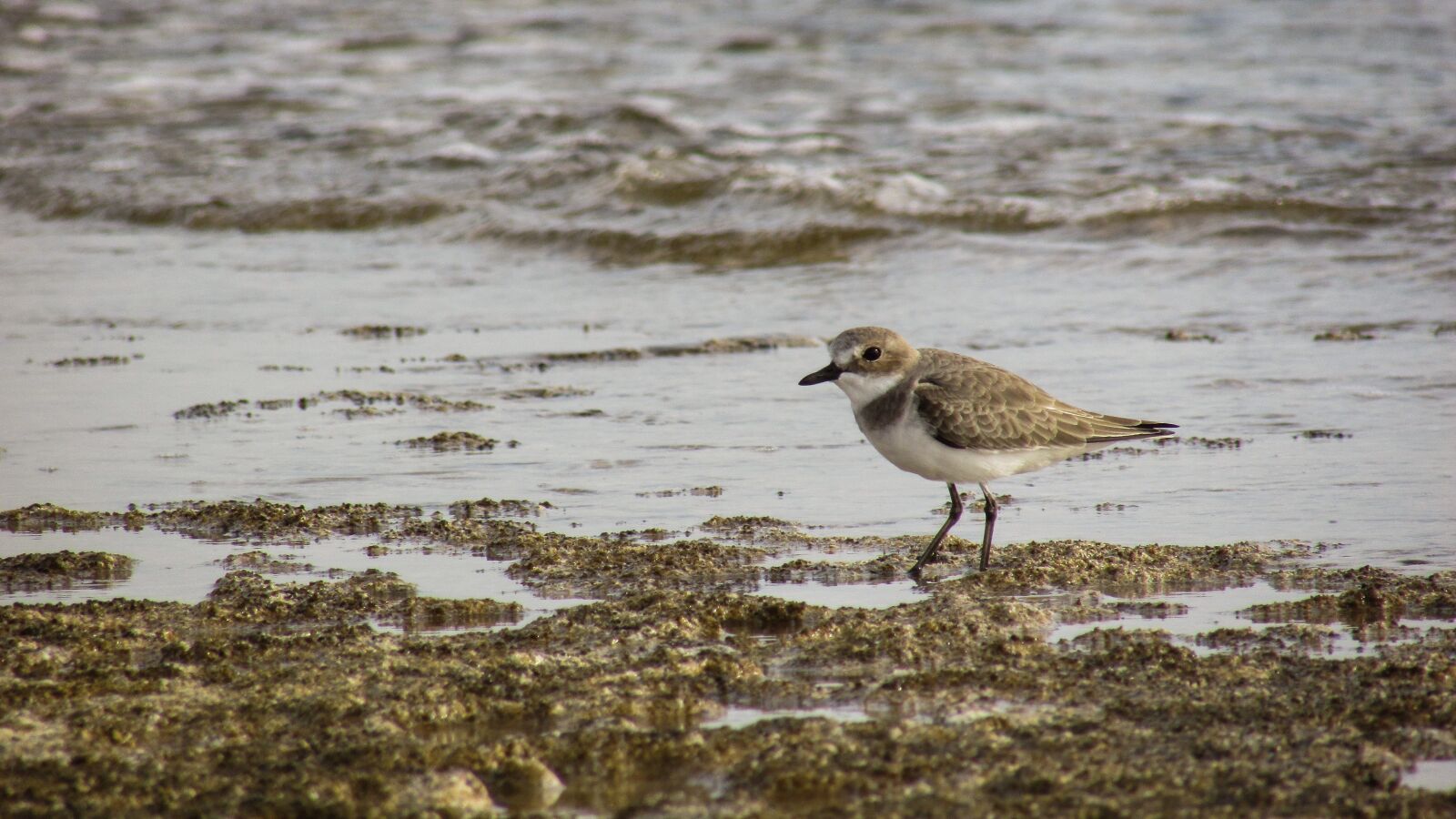Canon PowerShot SX400 IS sample photo. Stint, seabird, migratory photography
