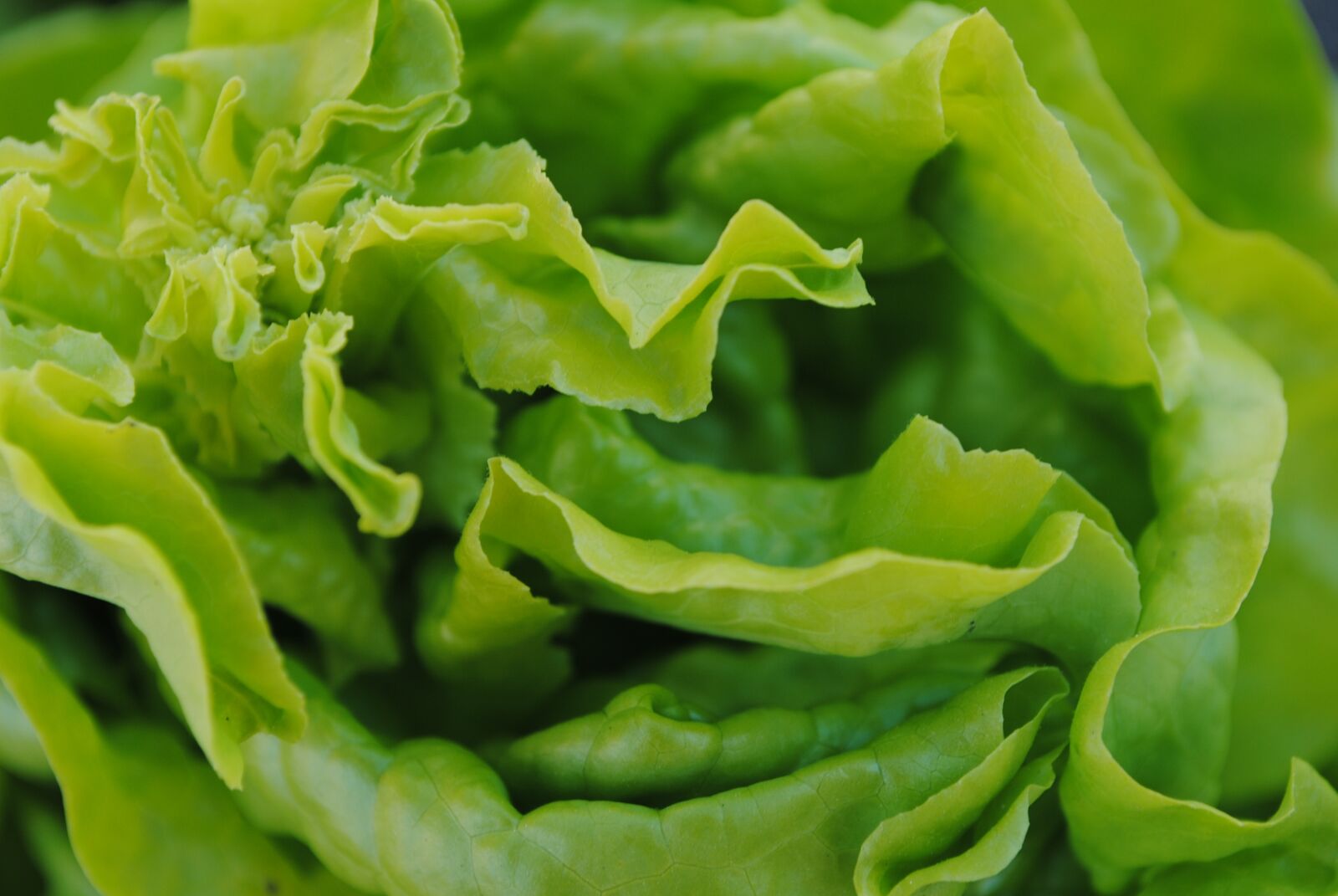 Nikon D3000 sample photo. Green, leaf, plant photography