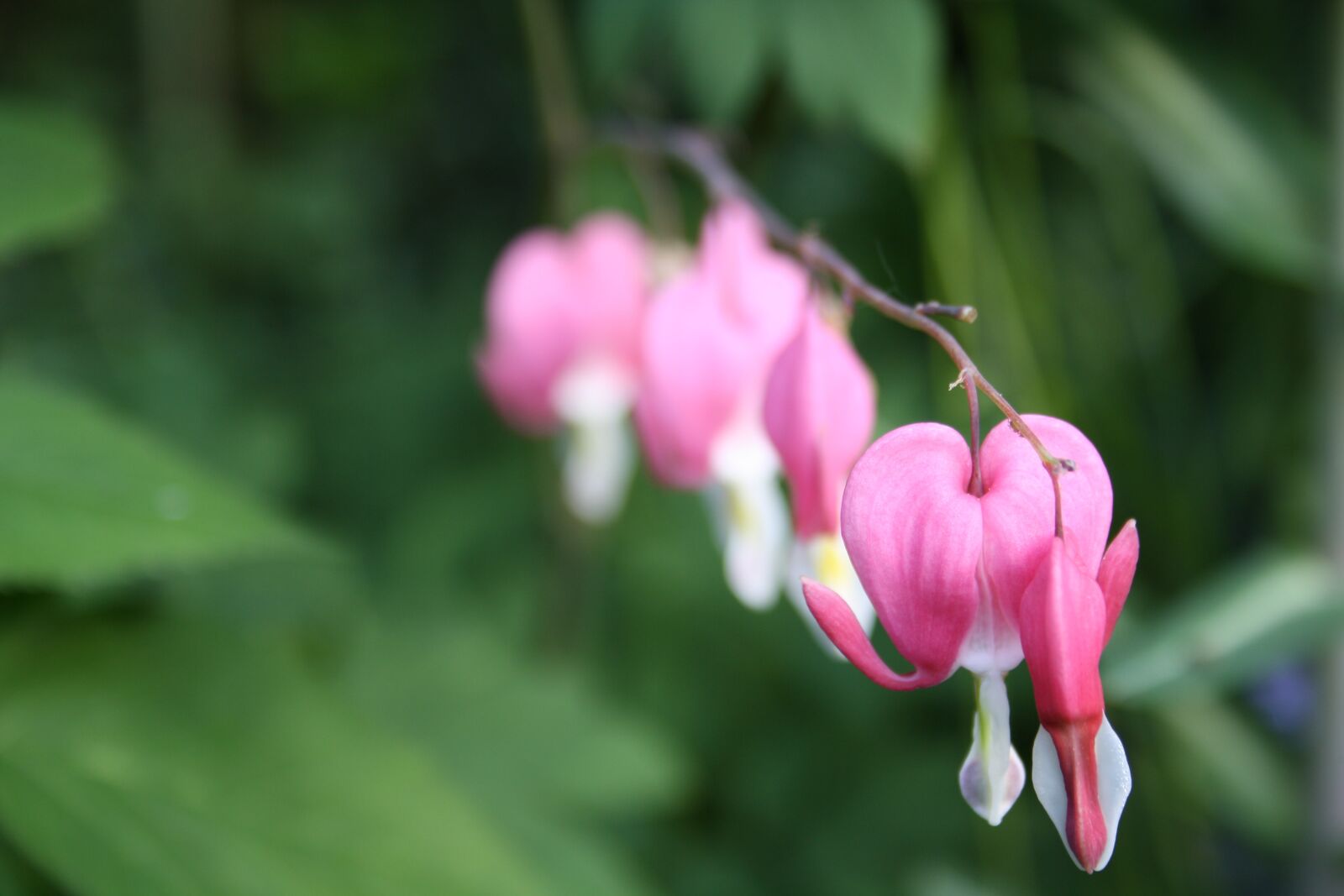 Canon EOS 1000D (EOS Digital Rebel XS / EOS Kiss F) sample photo. Bleeding heart, flower, nature photography