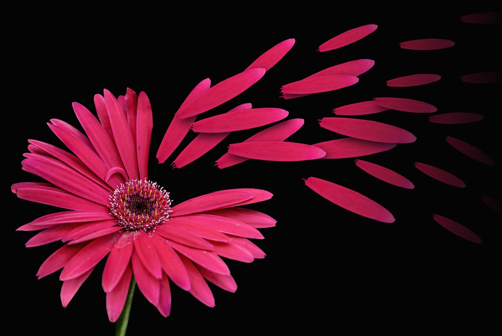 Nikon D60 sample photo. Flower g rbel, flowers photography