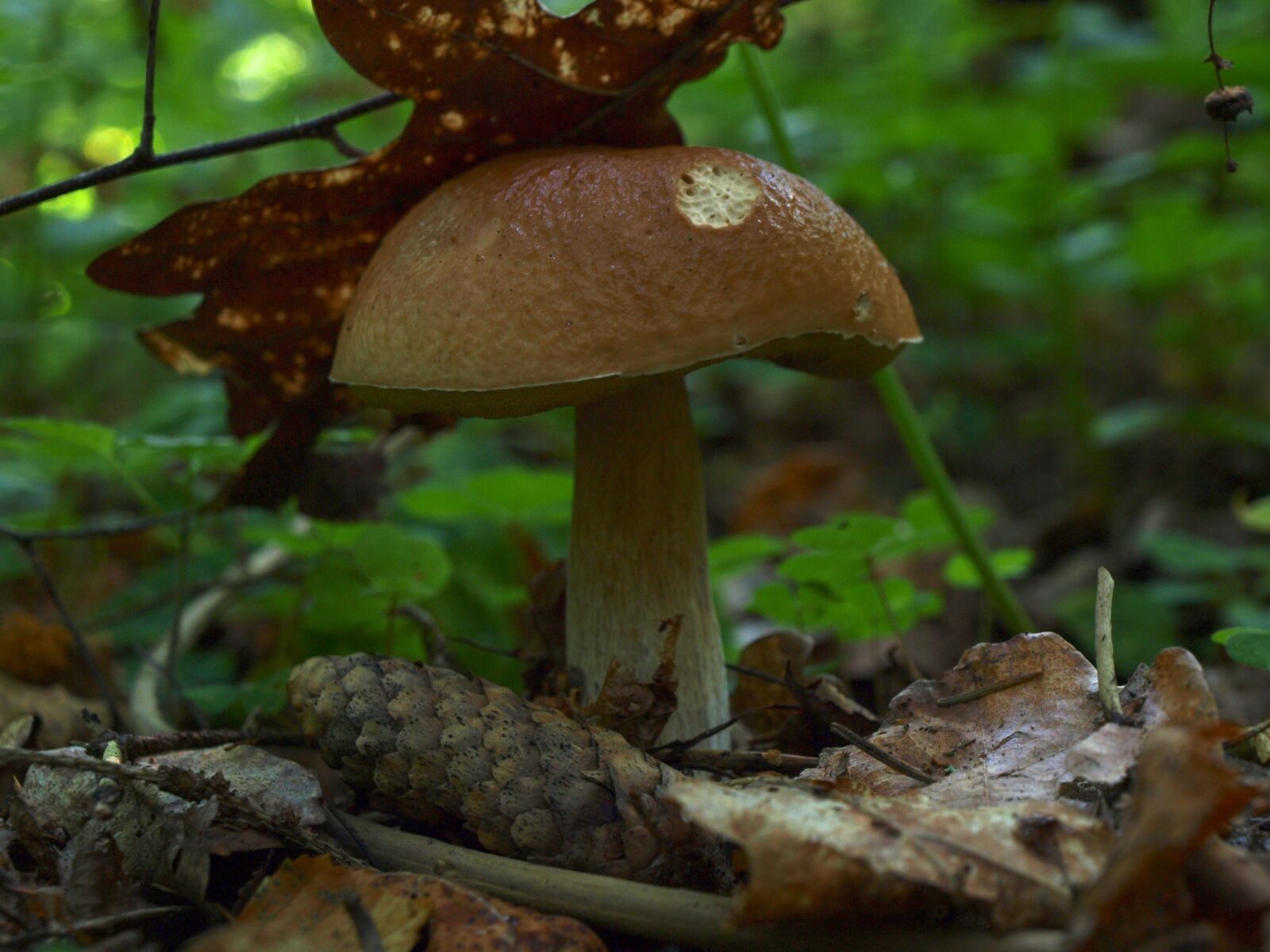 Olympus E-520 (EVOLT E-520) sample photo. Rough boletus, mushroom, forest photography