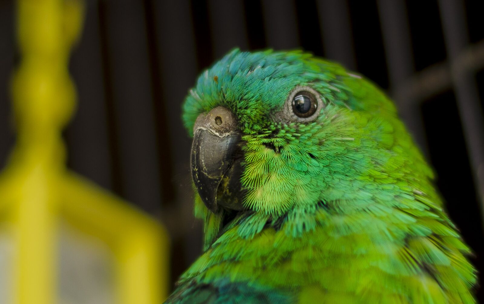 Nikon D5100 sample photo. Parrot, ave, parrot red-rumped photography
