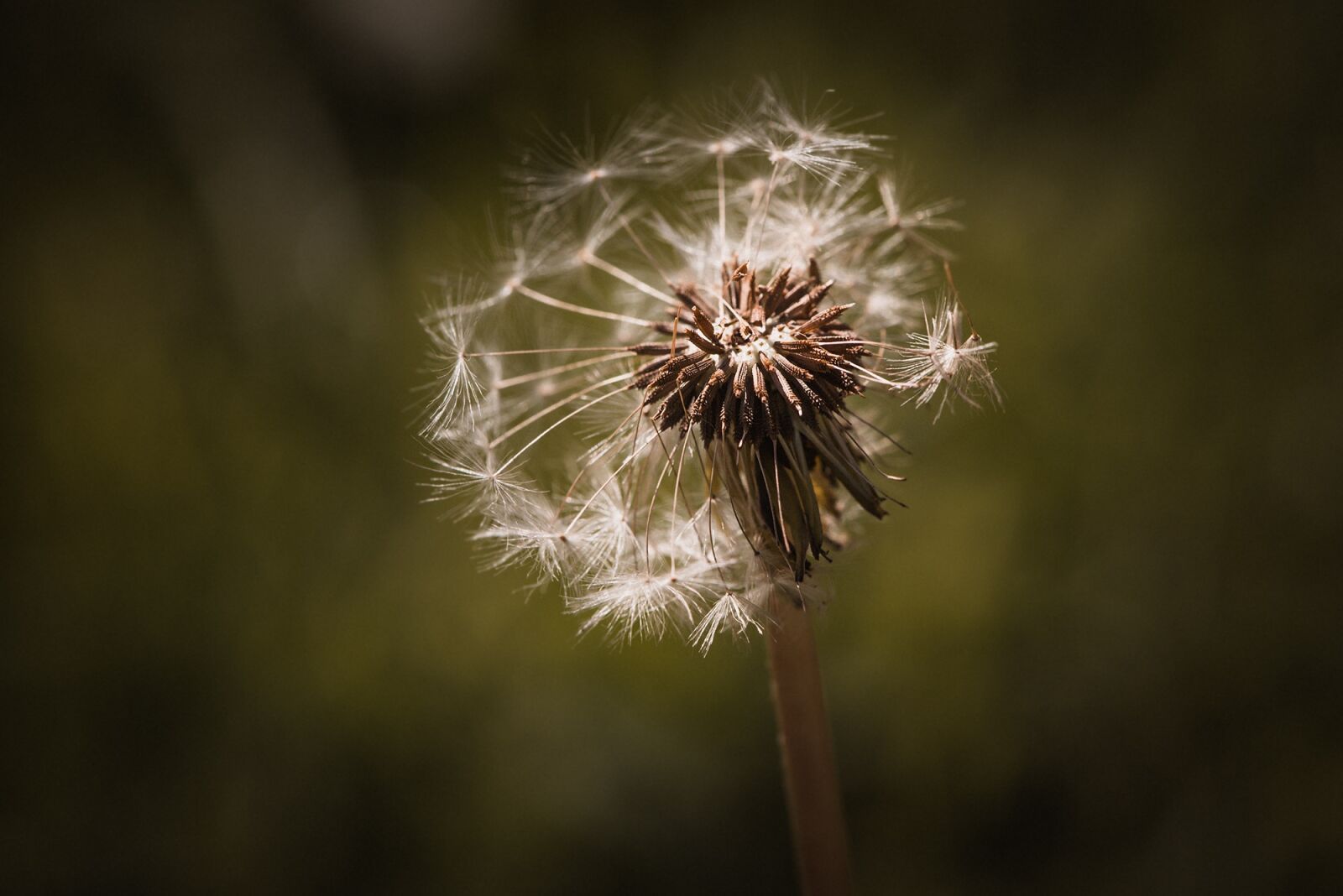 Nikon D750 sample photo. Dandelion, seeds, flying seeds photography