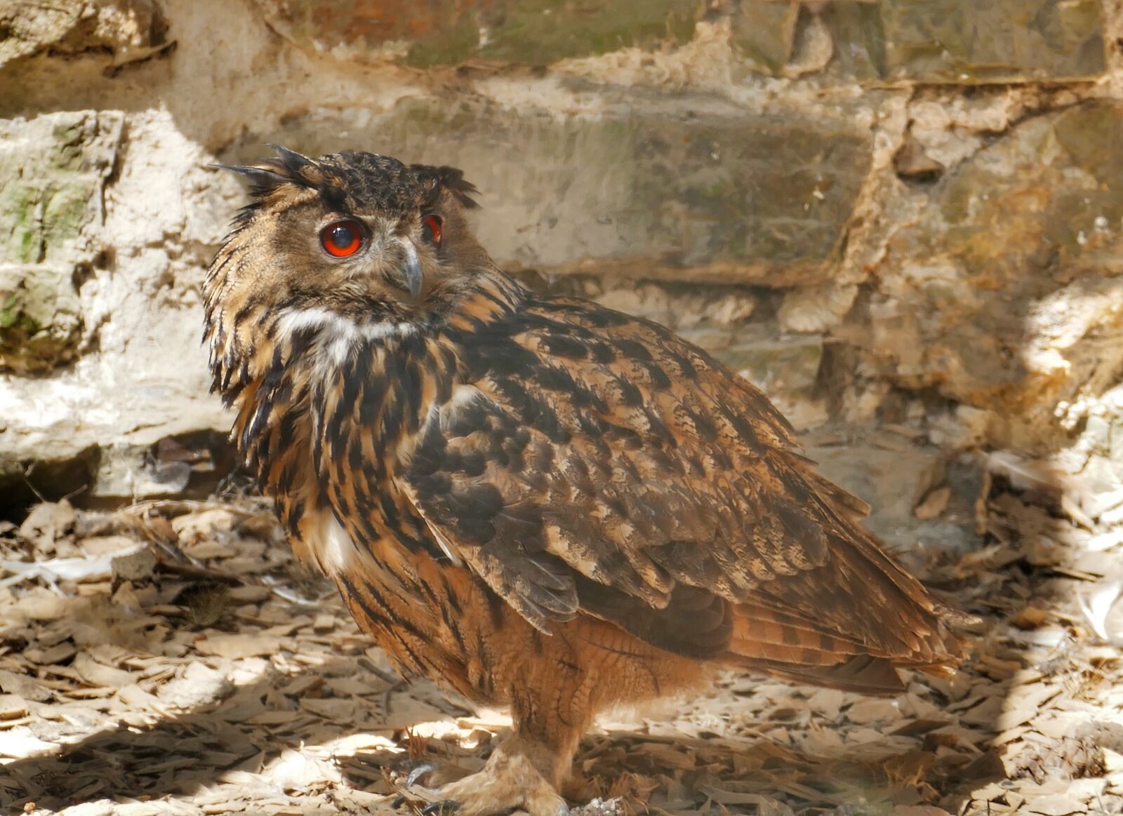Panasonic Lumix DMC-FZ1000 sample photo. Eagle owl, bird, owl photography