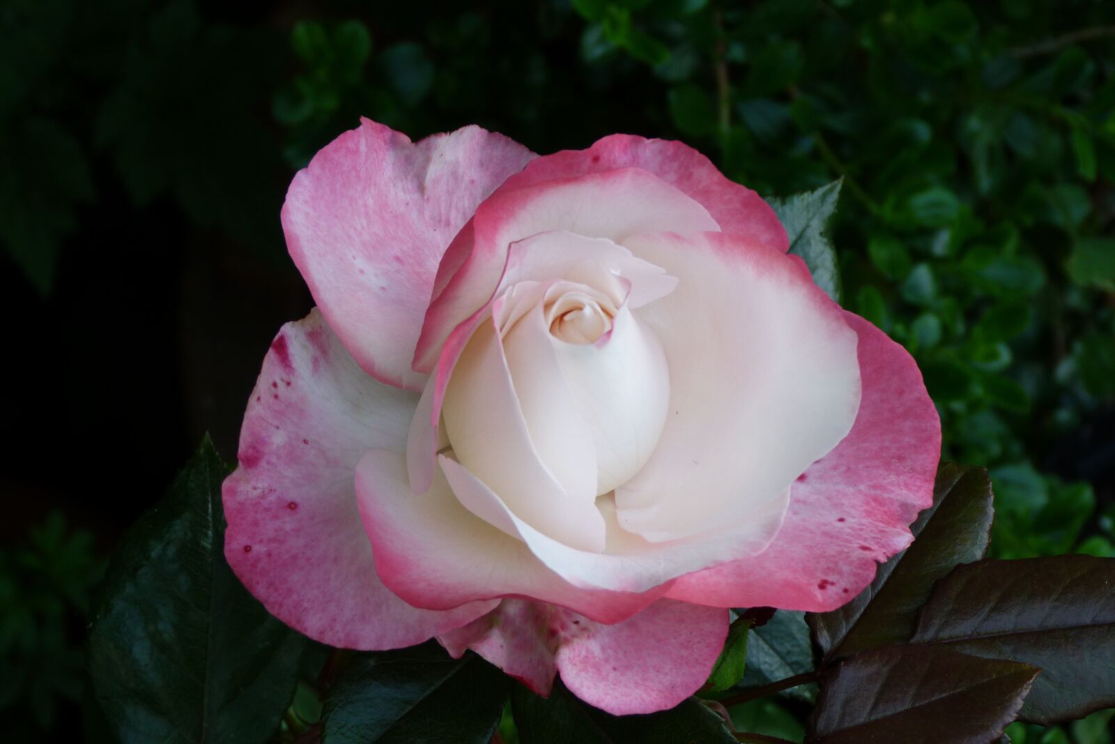 Panasonic Lumix DMC-FZ40 (Lumix DMC-FZ45) sample photo. Rose, flower, bloom photography