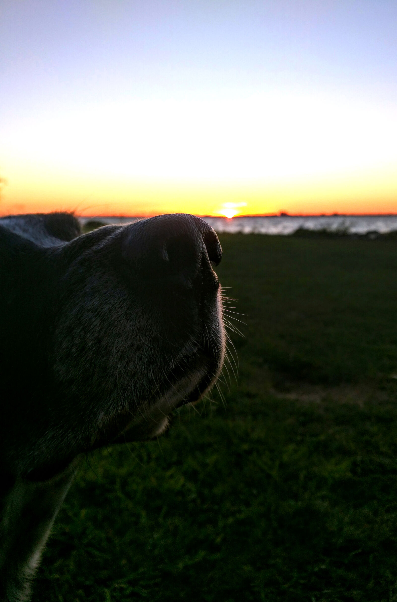 Motorola Nexus 6 sample photo. Dog, enjoy, nose, ocean photography