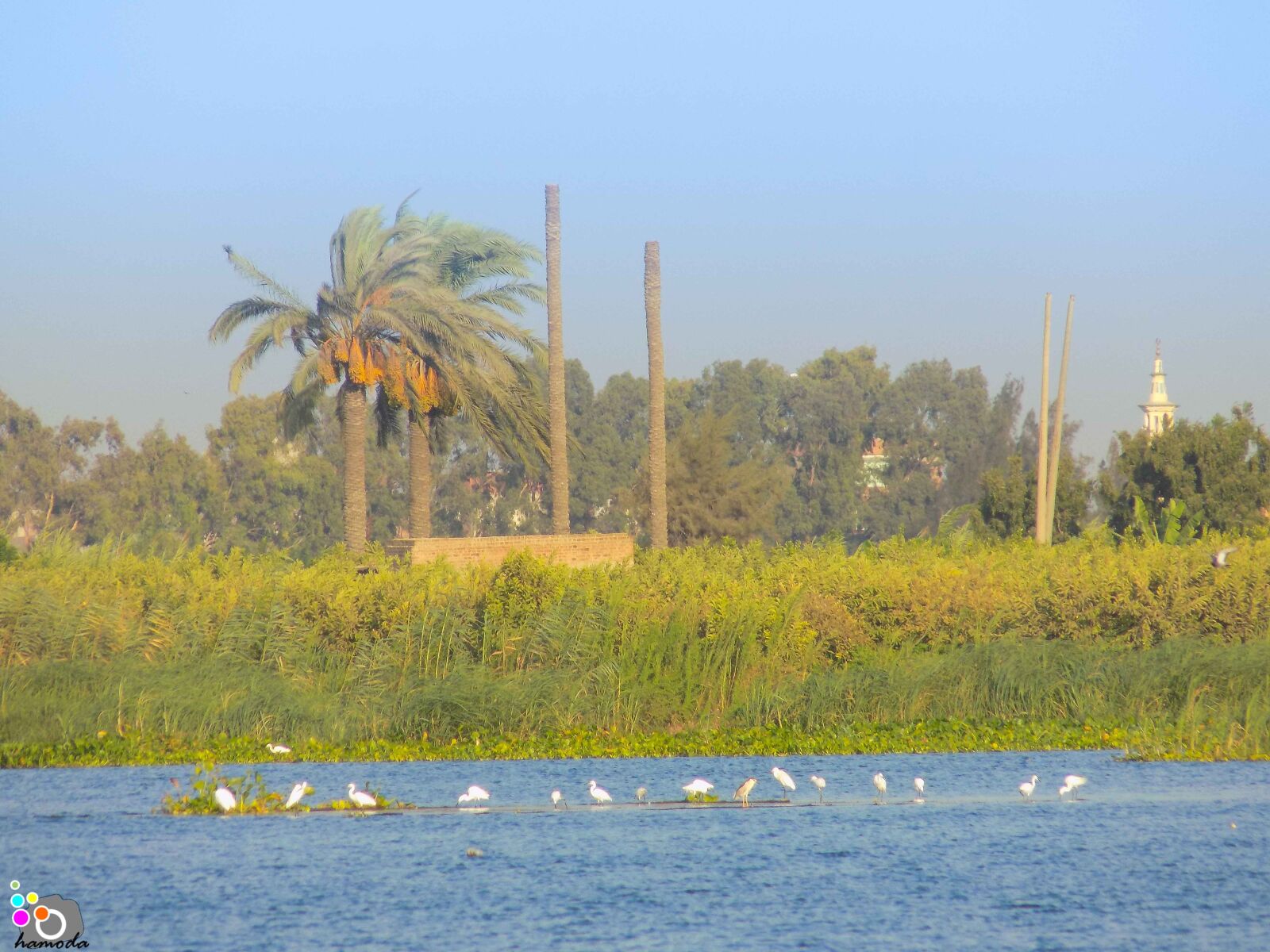 Nikon COOLPIX L340 sample photo. Egypt, green, nile photography