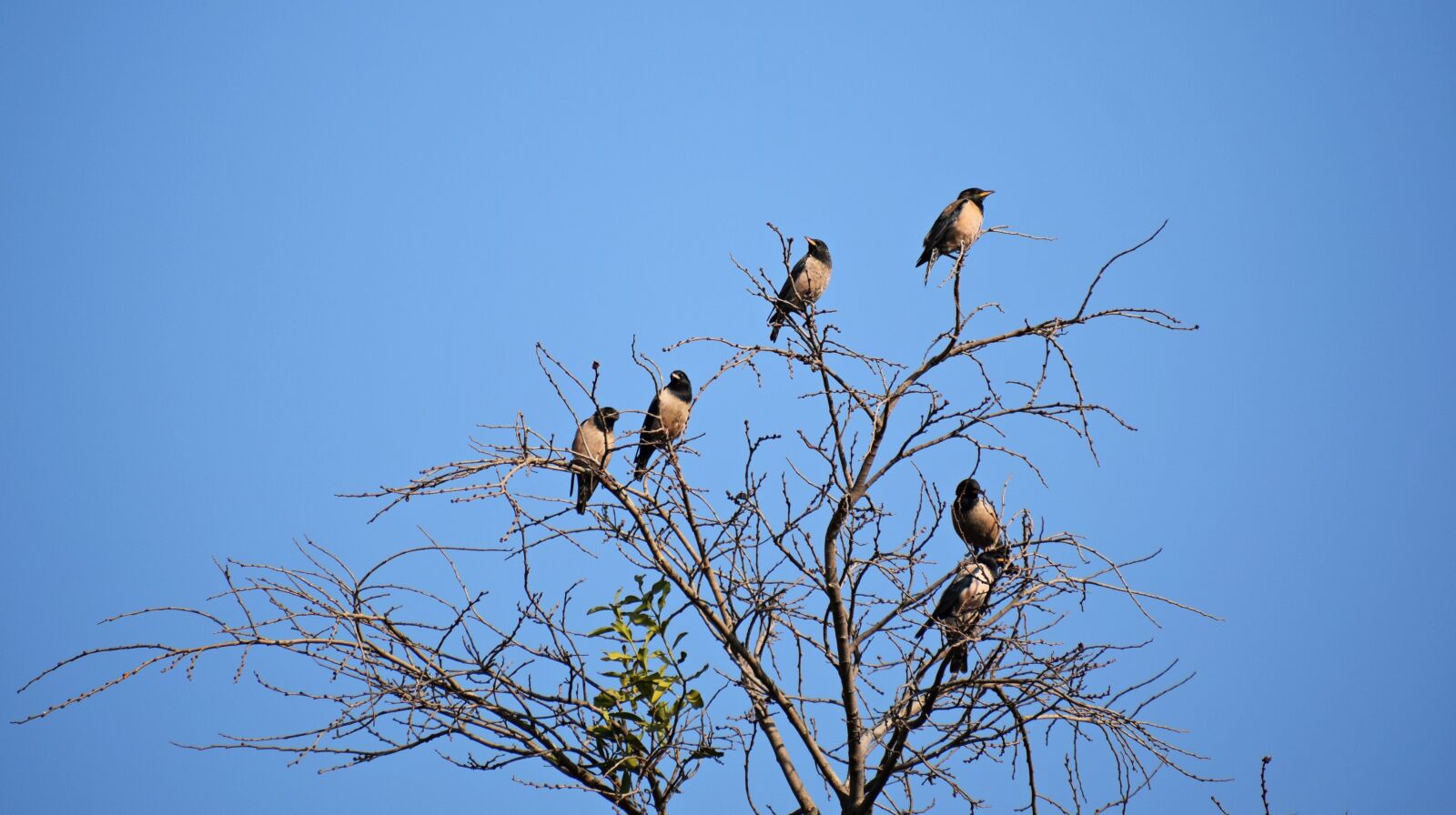 Nikon D3300 sample photo. Birds, sitting, branch photography