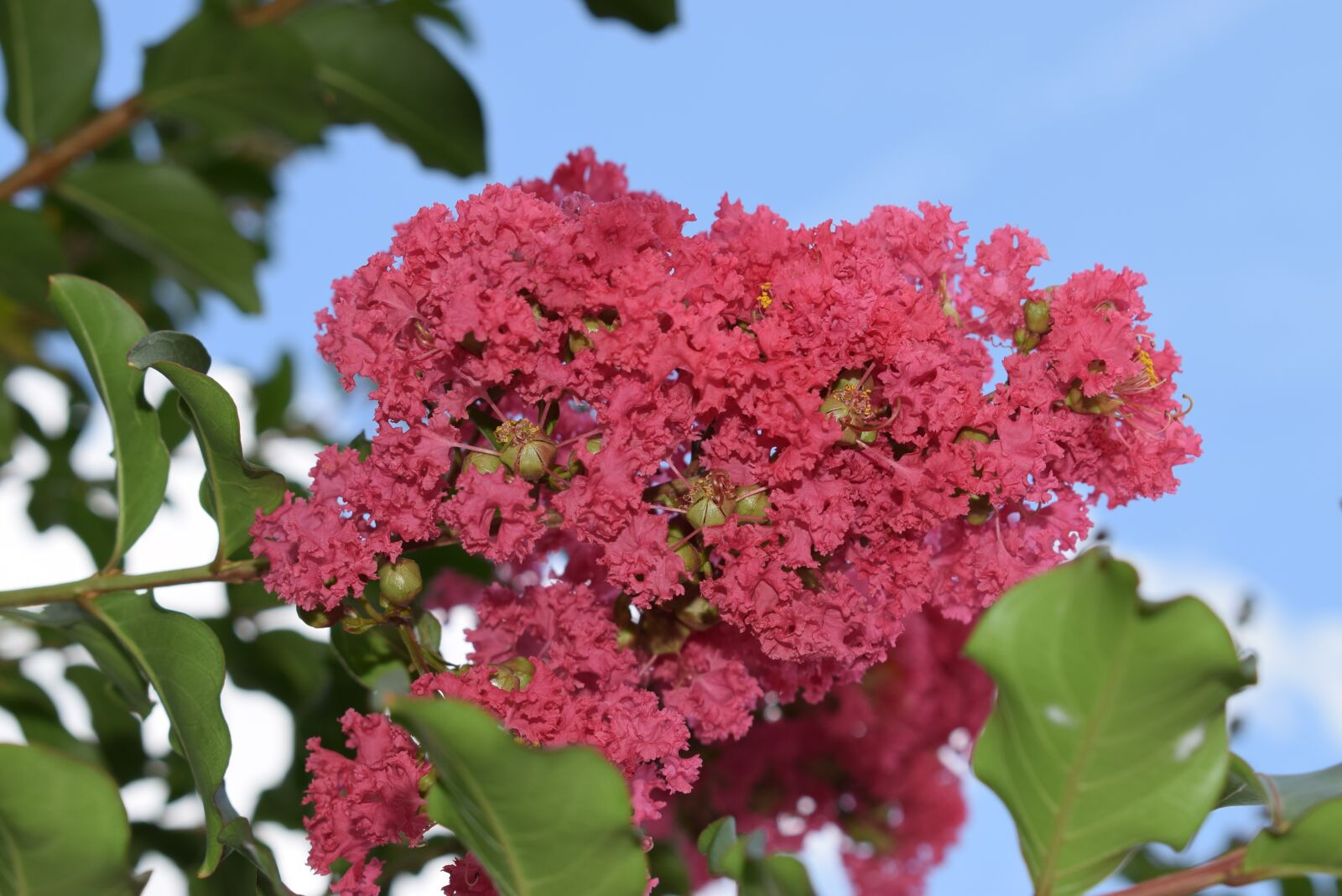 Nikon D5300 sample photo. Flower, flora, nature photography