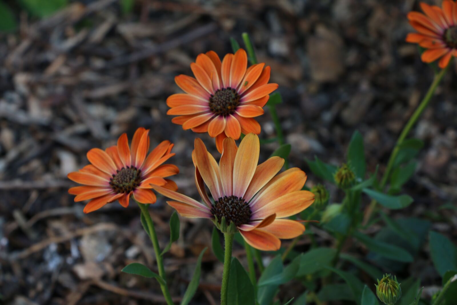 Canon EOS 70D sample photo. Flower, nature, flora photography