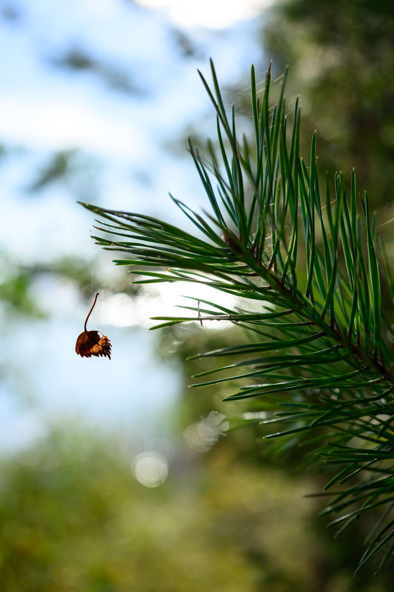 Nikon Z8 sample photo. Lonely leaf photography