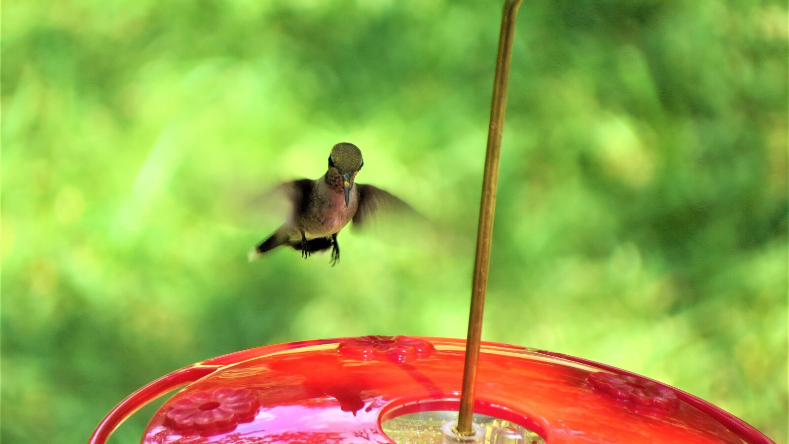 Canon PowerShot SX50 HS sample photo. Bird, in flight, humming photography