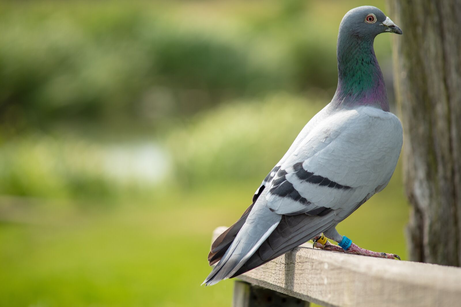Canon EOS 1300D (EOS Rebel T6 / EOS Kiss X80) sample photo. Dove, bird, feather photography