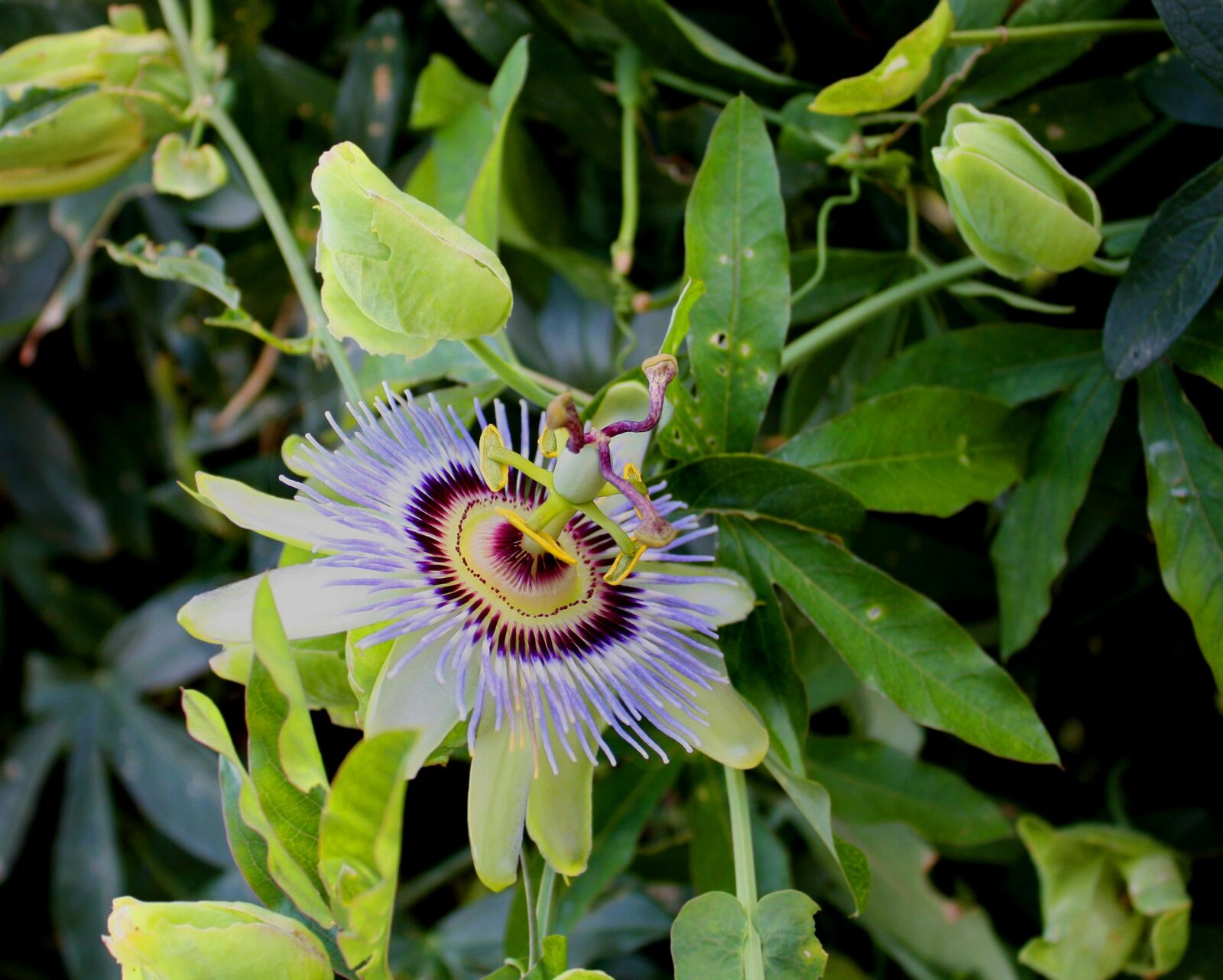 Canon EOS 450D (EOS Rebel XSi / EOS Kiss X2) sample photo. Passion flower, flower, blossom photography