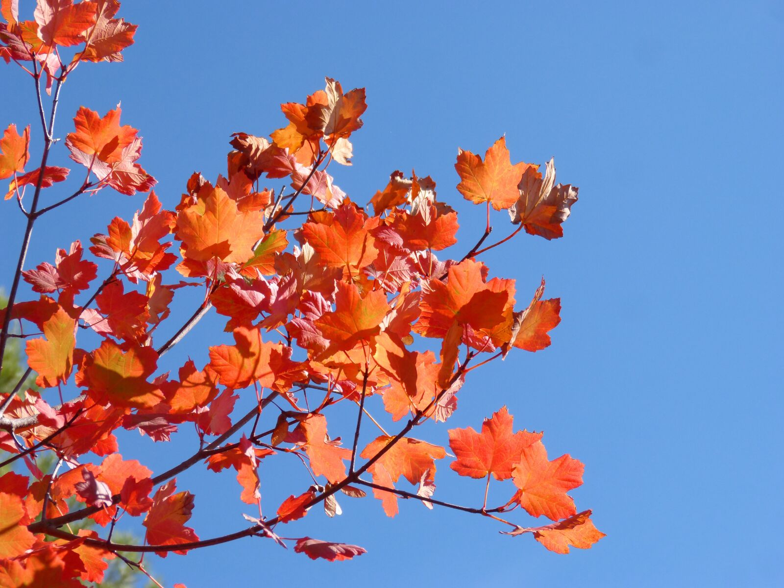 Panasonic DMC-FZ62 sample photo. Sycamore, red leaves, autumn photography