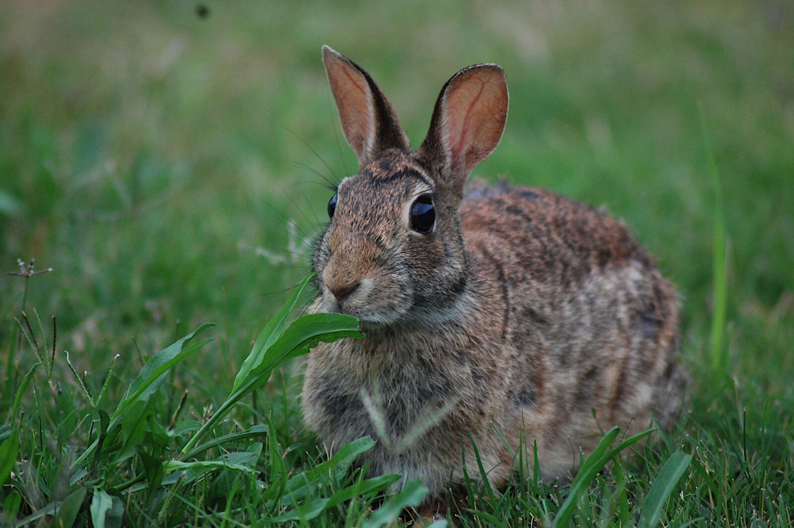 Nikon D40 sample photo. Animal, rabbit, bunny photography