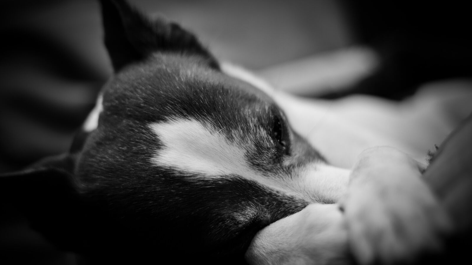 Canon EOS 5D Mark II sample photo. Dog, sleep, sweet photography