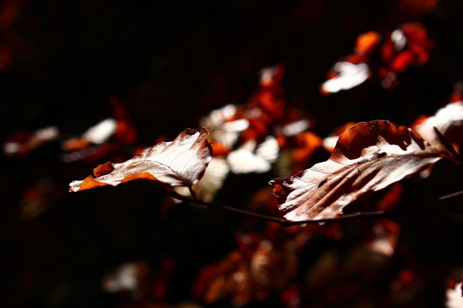 Canon EOS 600D (Rebel EOS T3i / EOS Kiss X5) sample photo. Leaves, autumn, nature photography