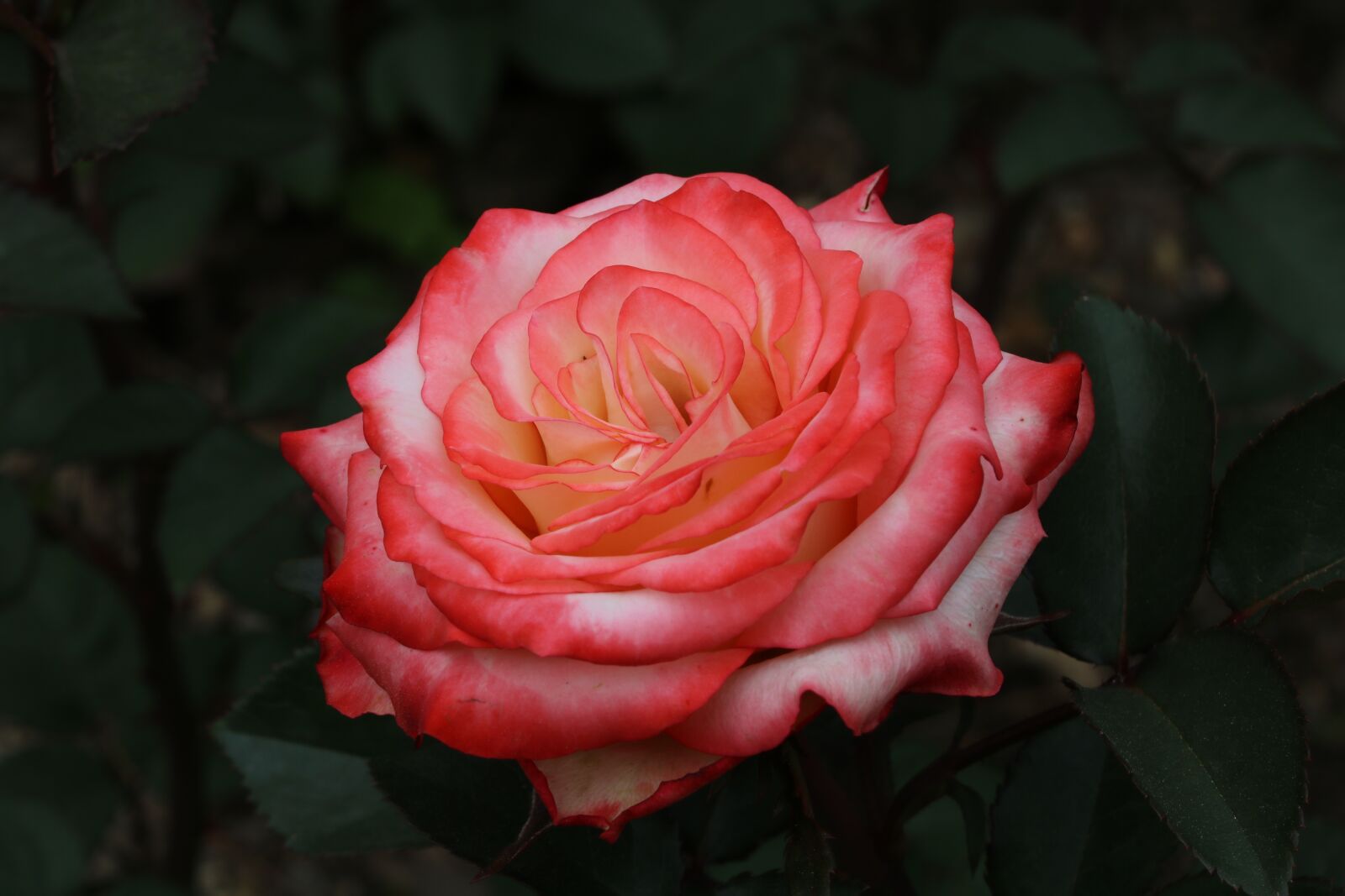 Canon EOS 750D (EOS Rebel T6i / EOS Kiss X8i) sample photo. Rose, rose festival, garden photography