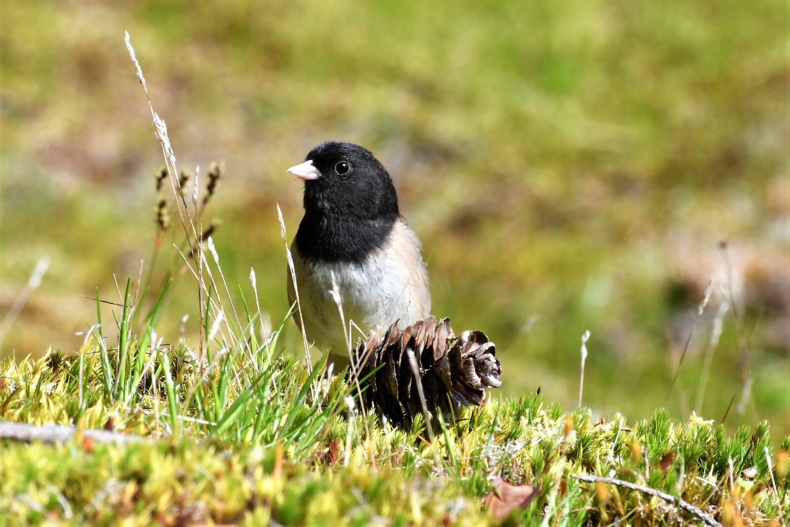 Nikon D500 sample photo. Winter bunting, dark eyed photography