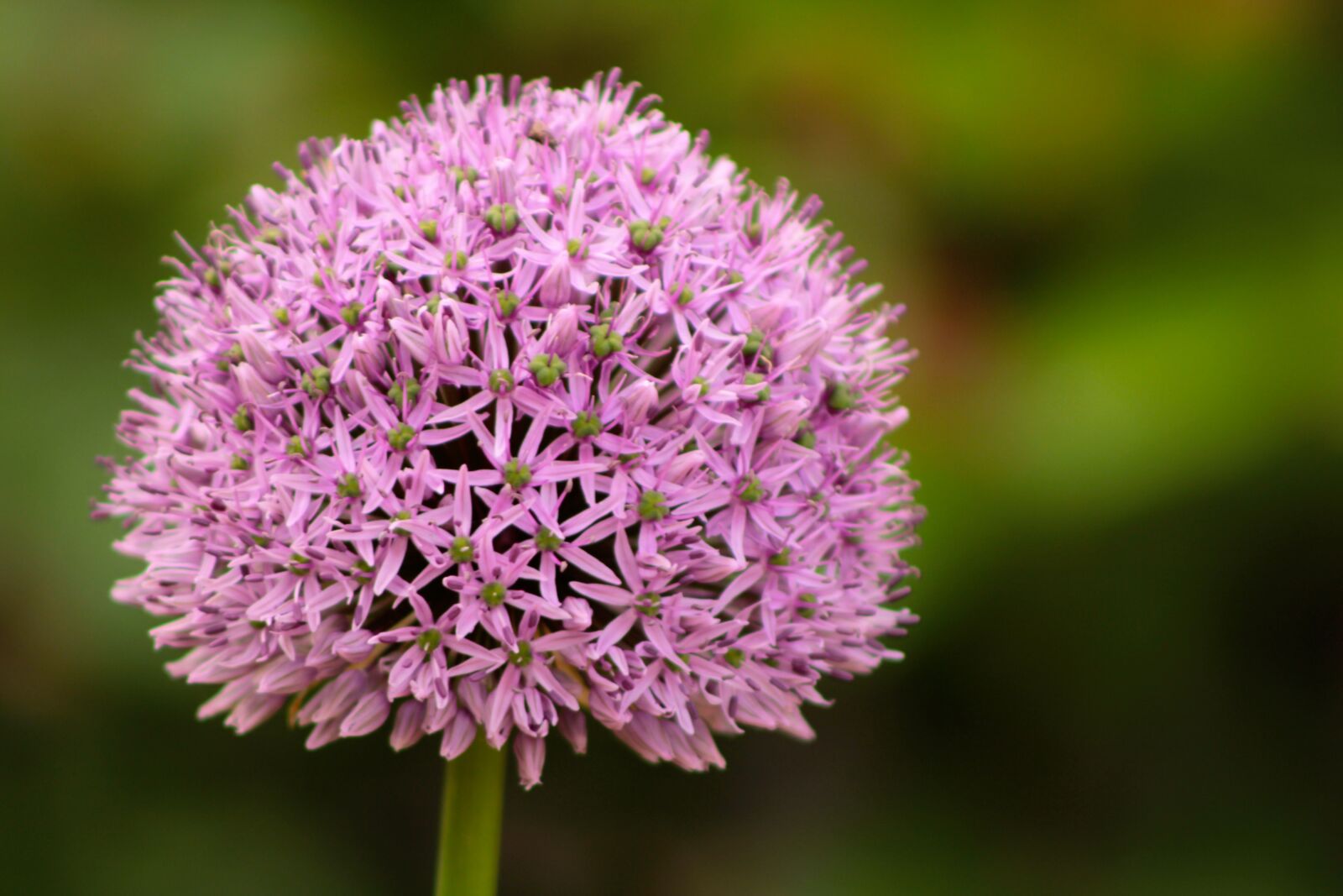 Canon EOS 2000D (EOS Rebel T7 / EOS Kiss X90 / EOS 1500D) sample photo. Ornamental onion, allium stratos photography