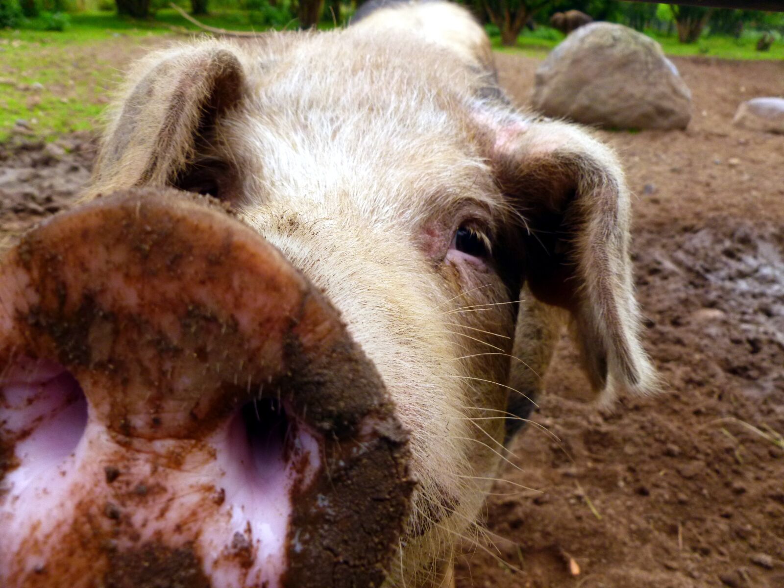 Panasonic DMC-FS37 sample photo. Pig, sow, mammal photography