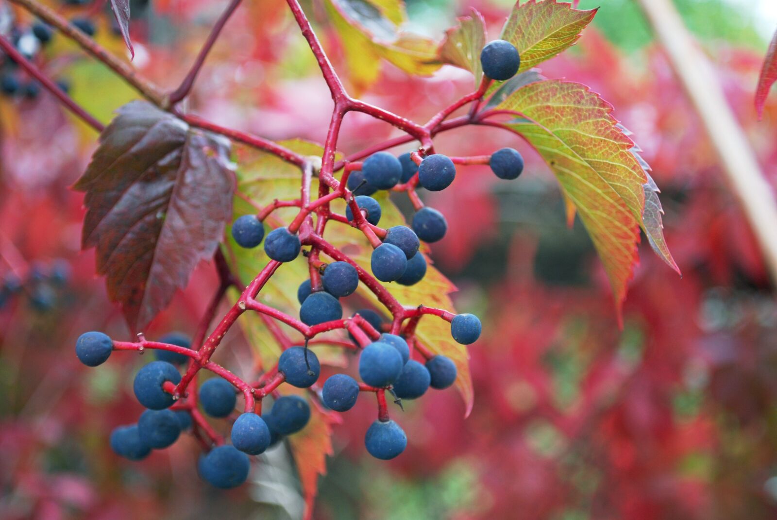 Nikon D60 sample photo. Grapes, nature, leaves photography
