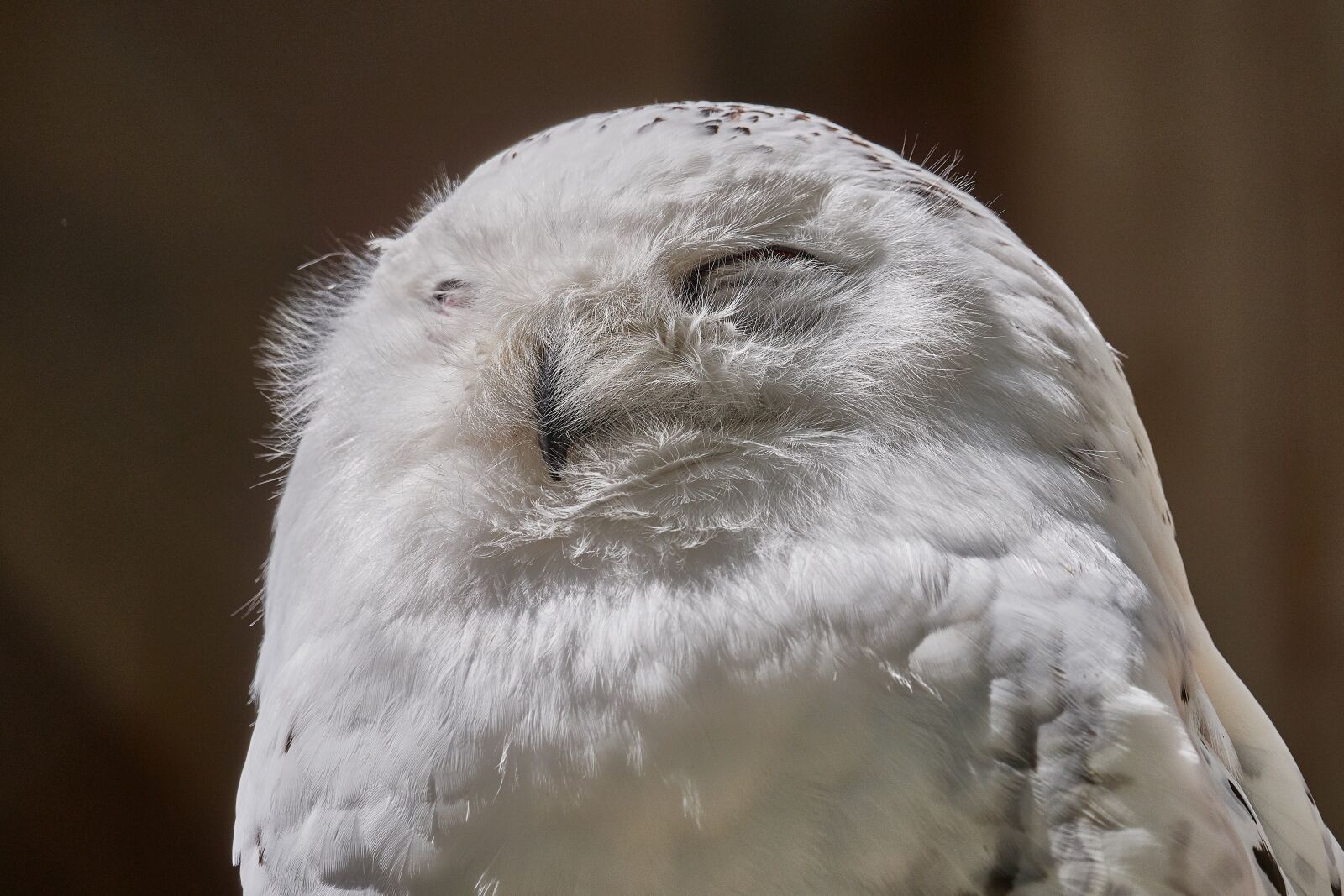 Panasonic Lumix DC-GH5 sample photo. Snowy owl, bill, bird photography