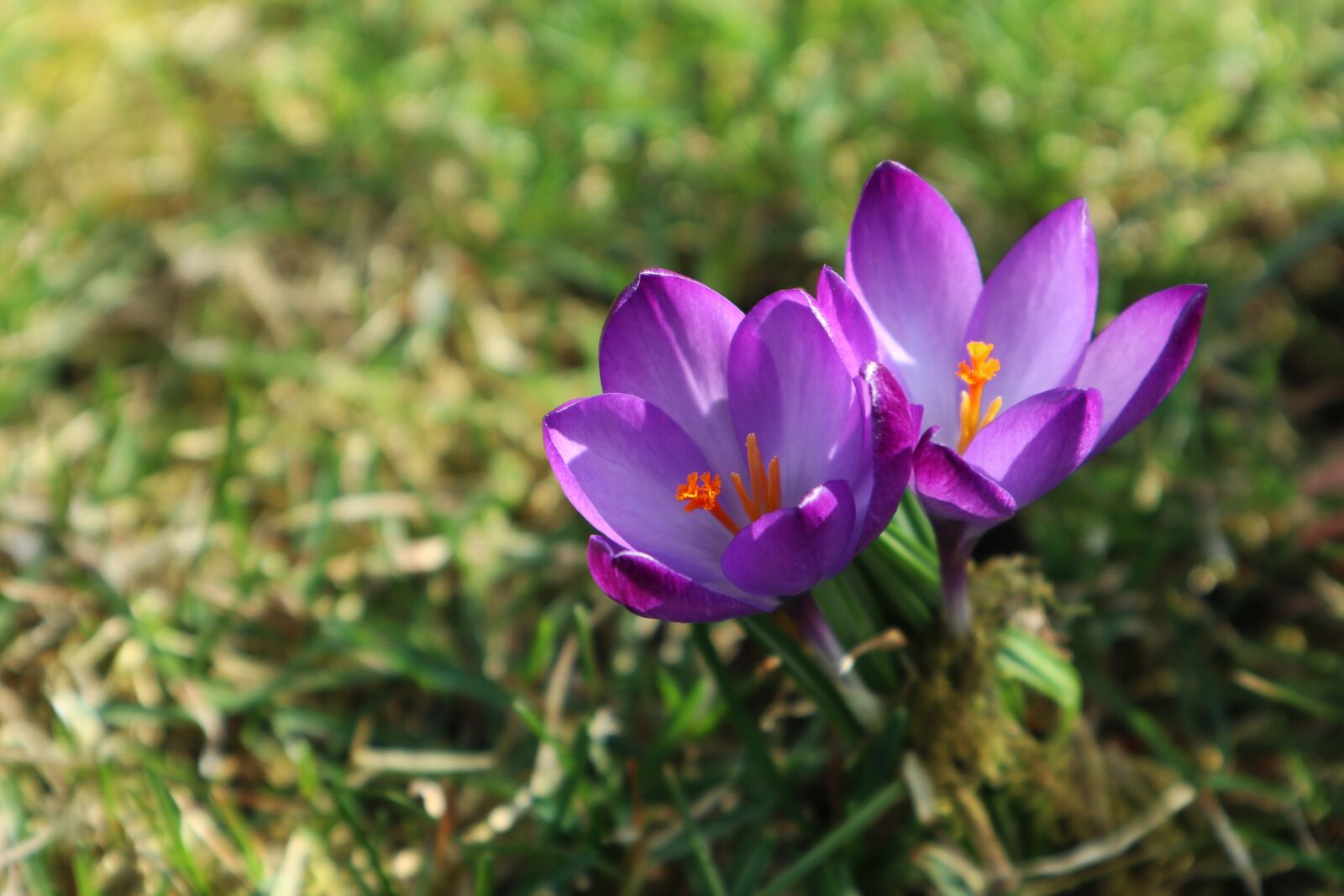 Canon EOS M100 sample photo. Crocus, violet, spring awakening photography
