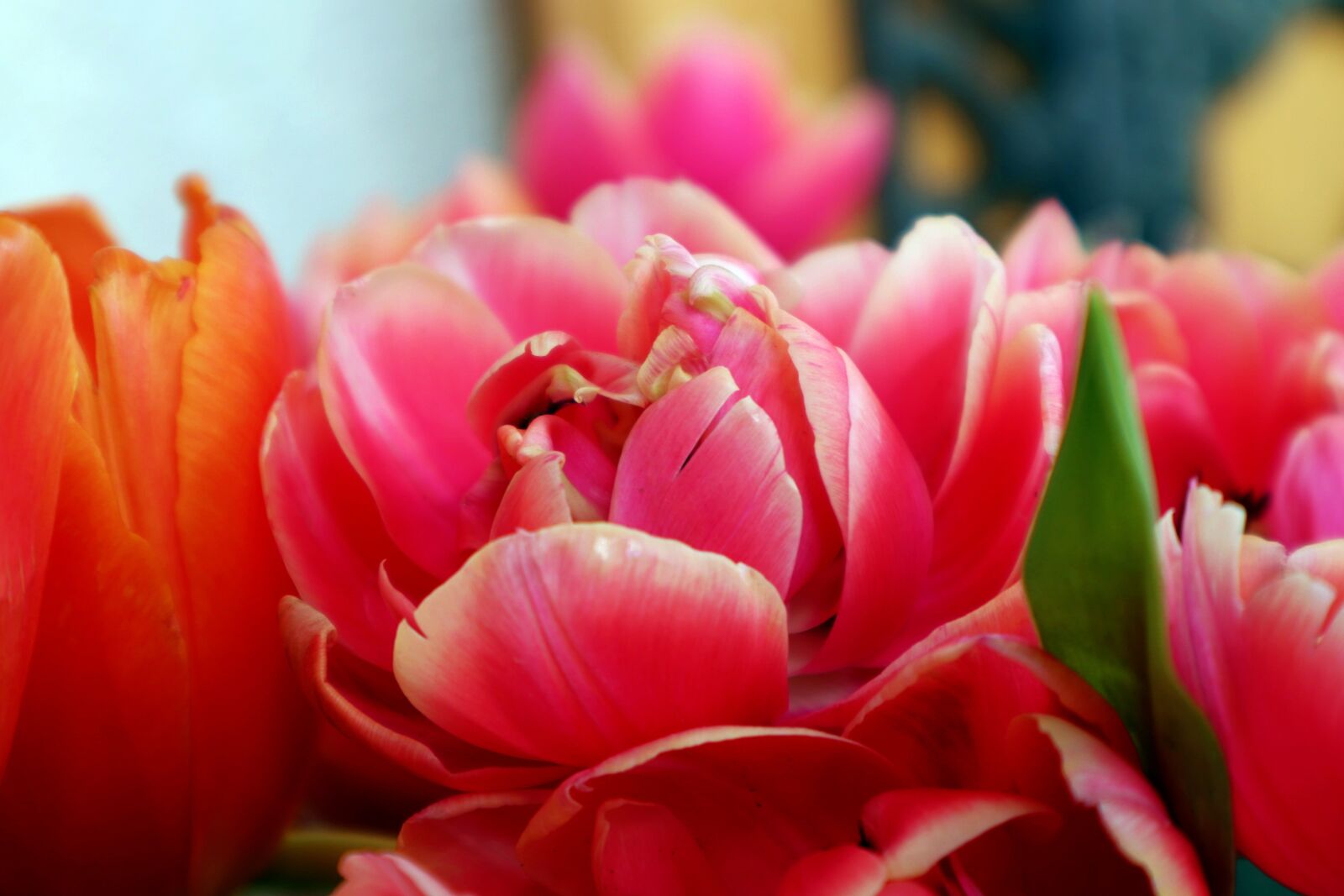 Canon EOS M100 sample photo. Tulips, red, schnittblume photography