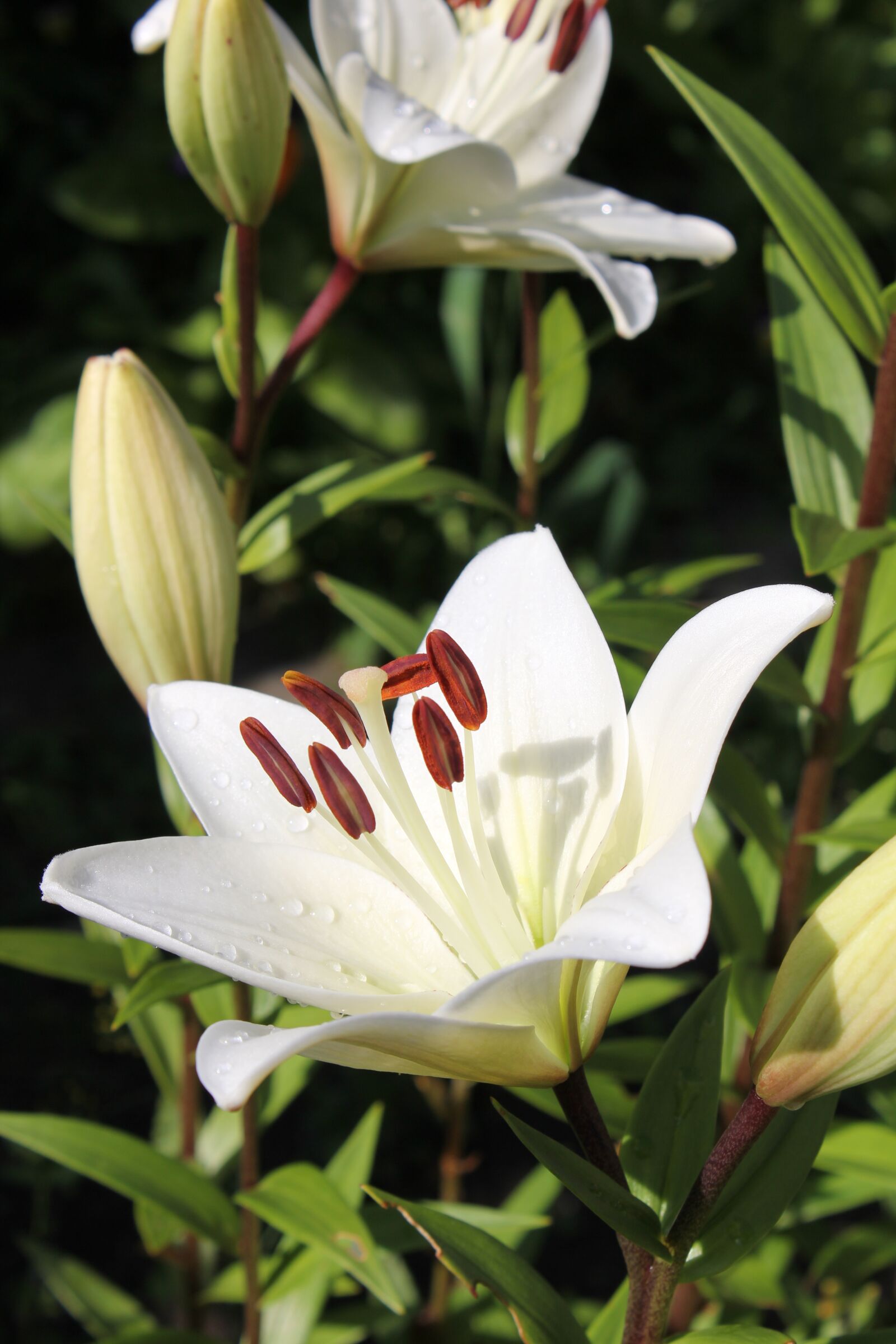 Canon EOS 60D + Canon EF-S 18-55mm F3.5-5.6 IS sample photo. Lily, garden flowers, petals photography