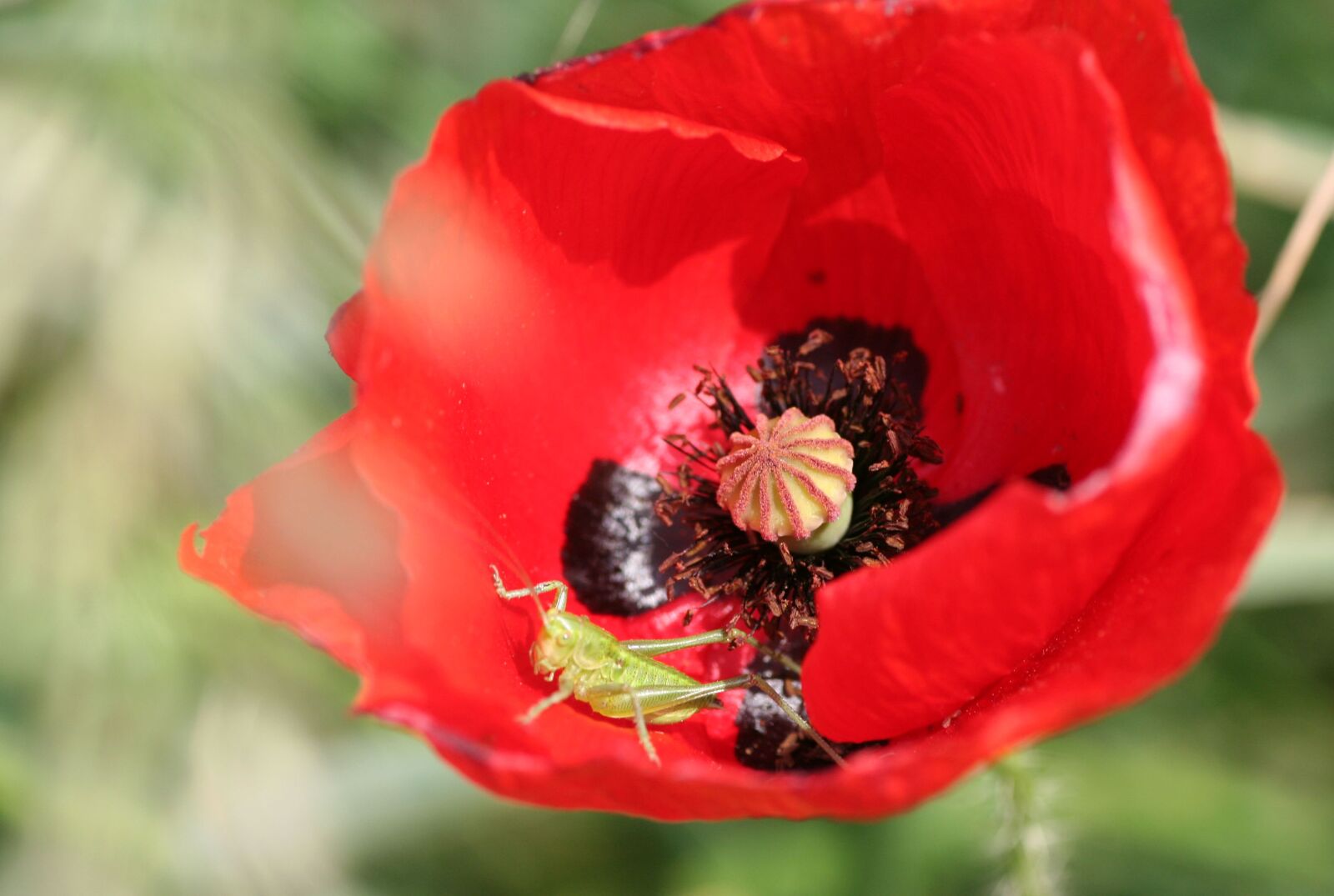 Canon EOS 350D (EOS Digital Rebel XT / EOS Kiss Digital N) sample photo. Flower, poppy, grasshopper photography