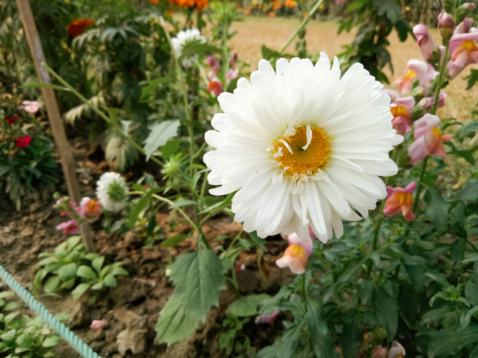 OPPO A1601 sample photo. Flowers, white photography