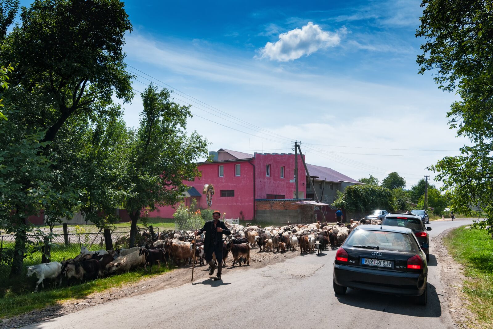 Nikon D300S sample photo. Schäfer, sheep, kolochava photography