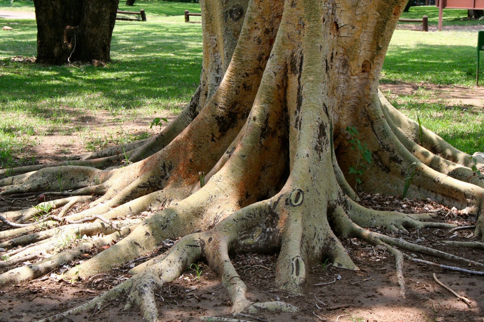 Canon EOS 350D (EOS Digital Rebel XT / EOS Kiss Digital N) sample photo. Fever, tree, roots photography