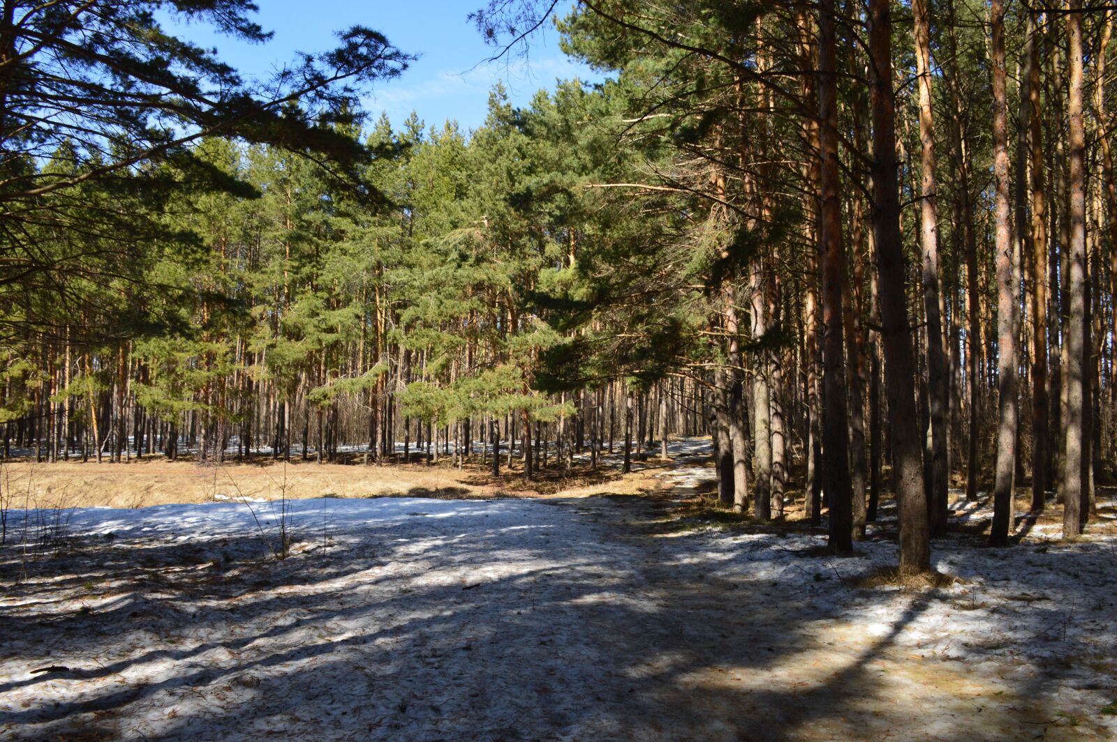 Nikon D3200 sample photo. Pine, trees, forest photography