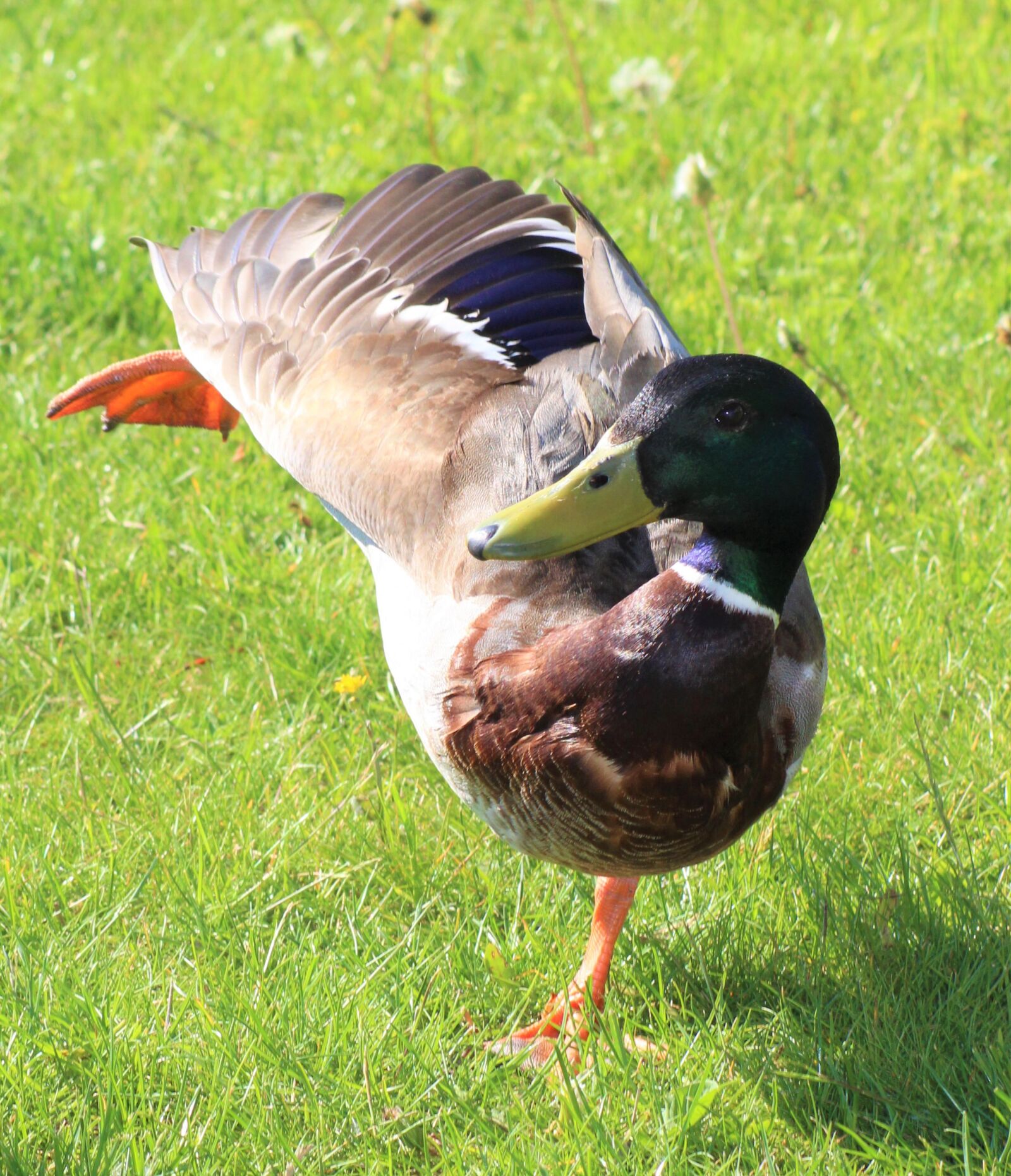 Canon EOS 700D (EOS Rebel T5i / EOS Kiss X7i) sample photo. And, bird, funny photography