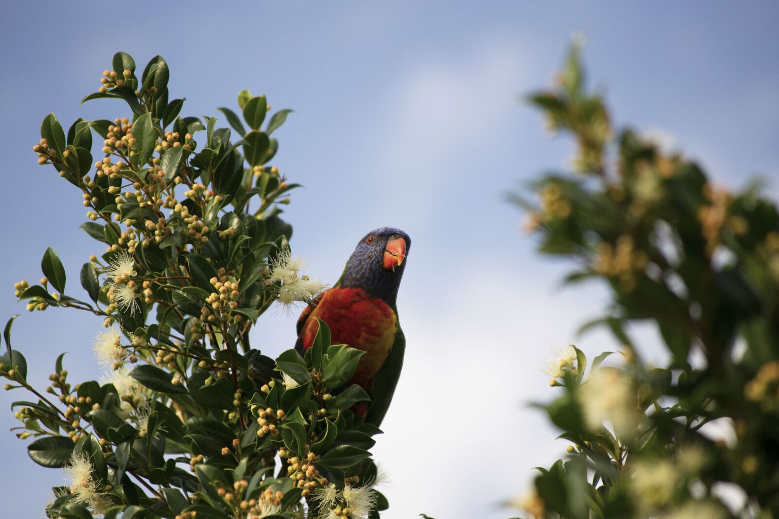 Nikon D3100 sample photo. Bird, parrot, colorful photography