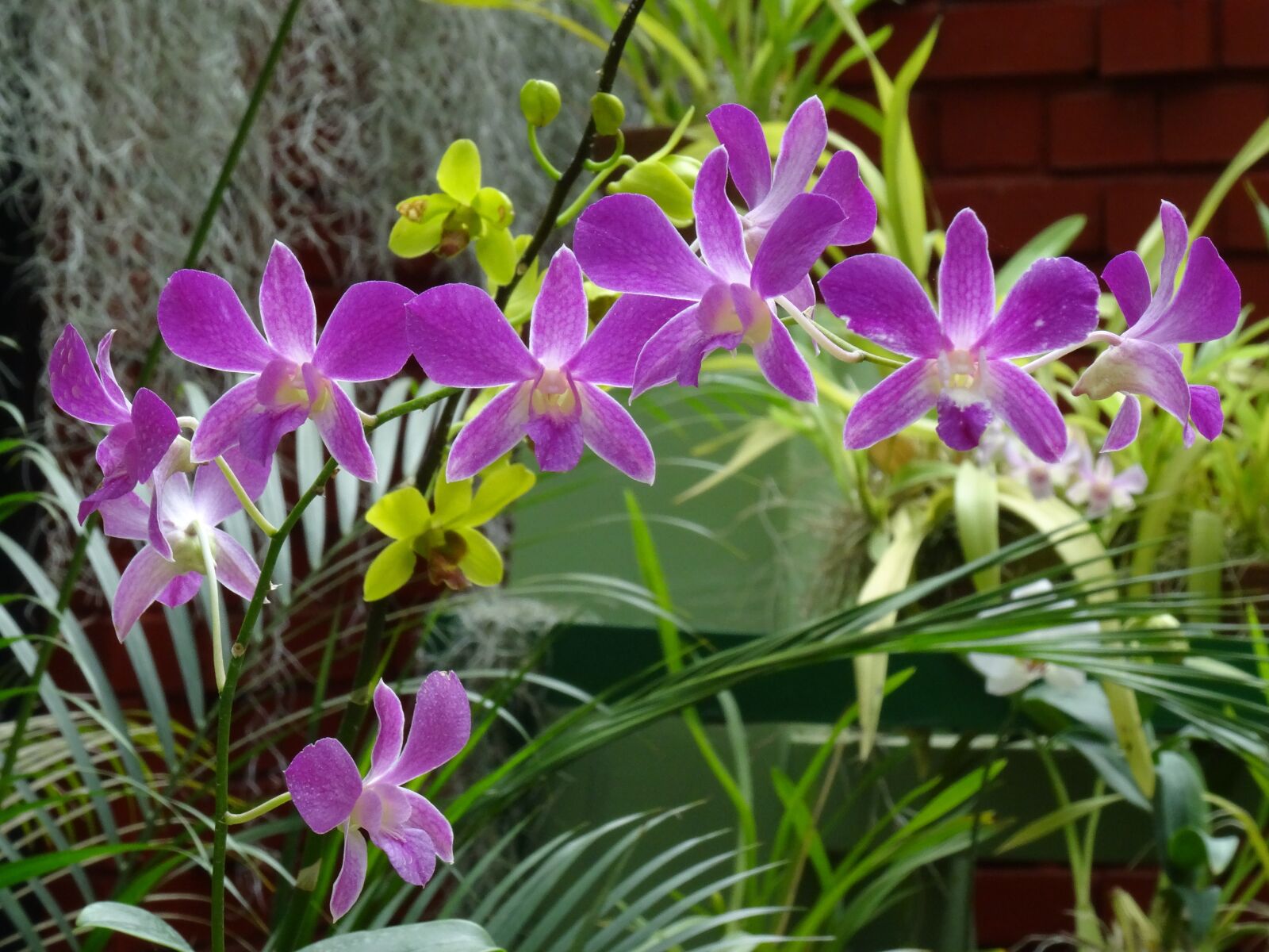 Sony DSC-HX50 sample photo. Orchid, purple flower, exotic photography