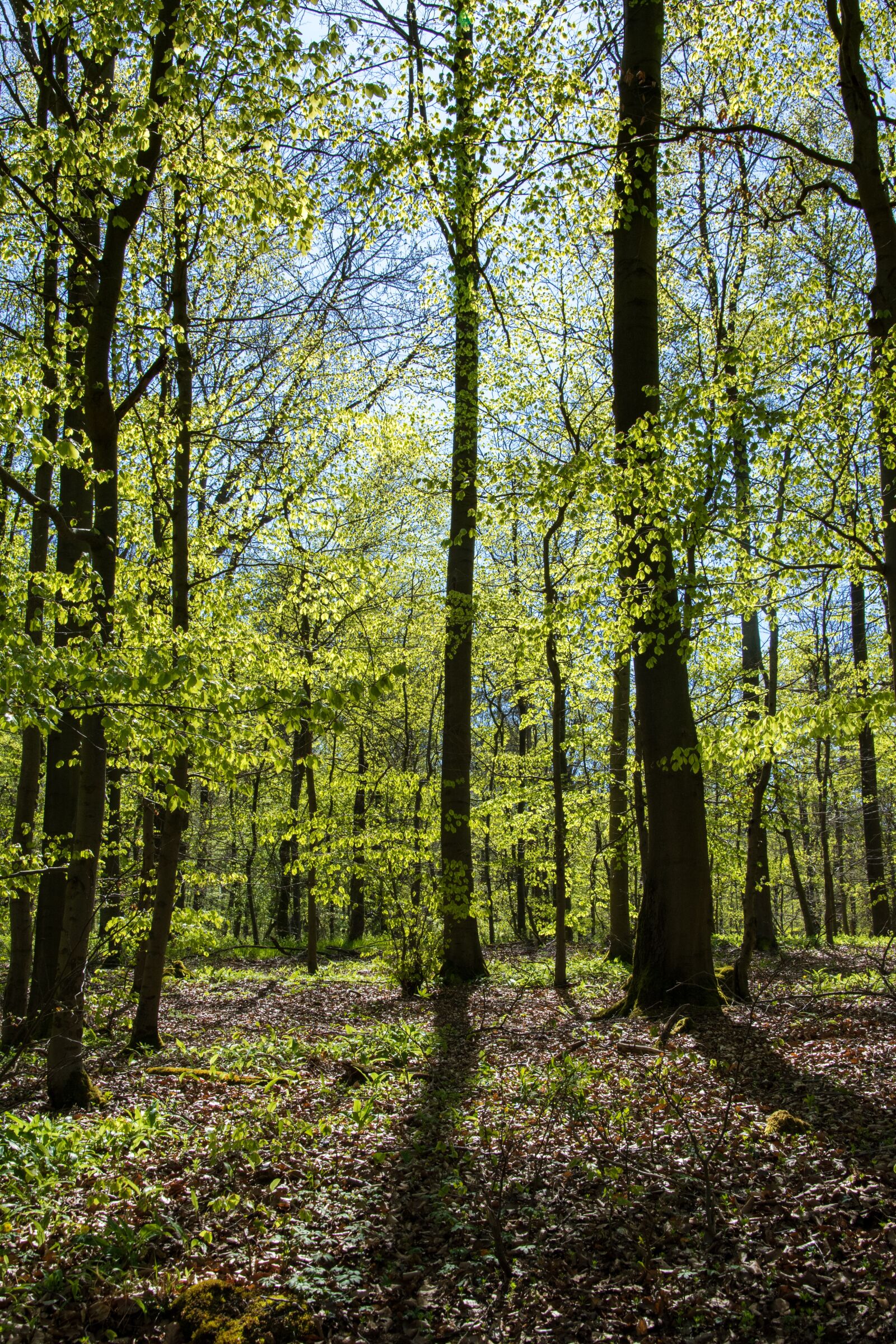Nikon D5500 sample photo. Spring, forest, may green photography