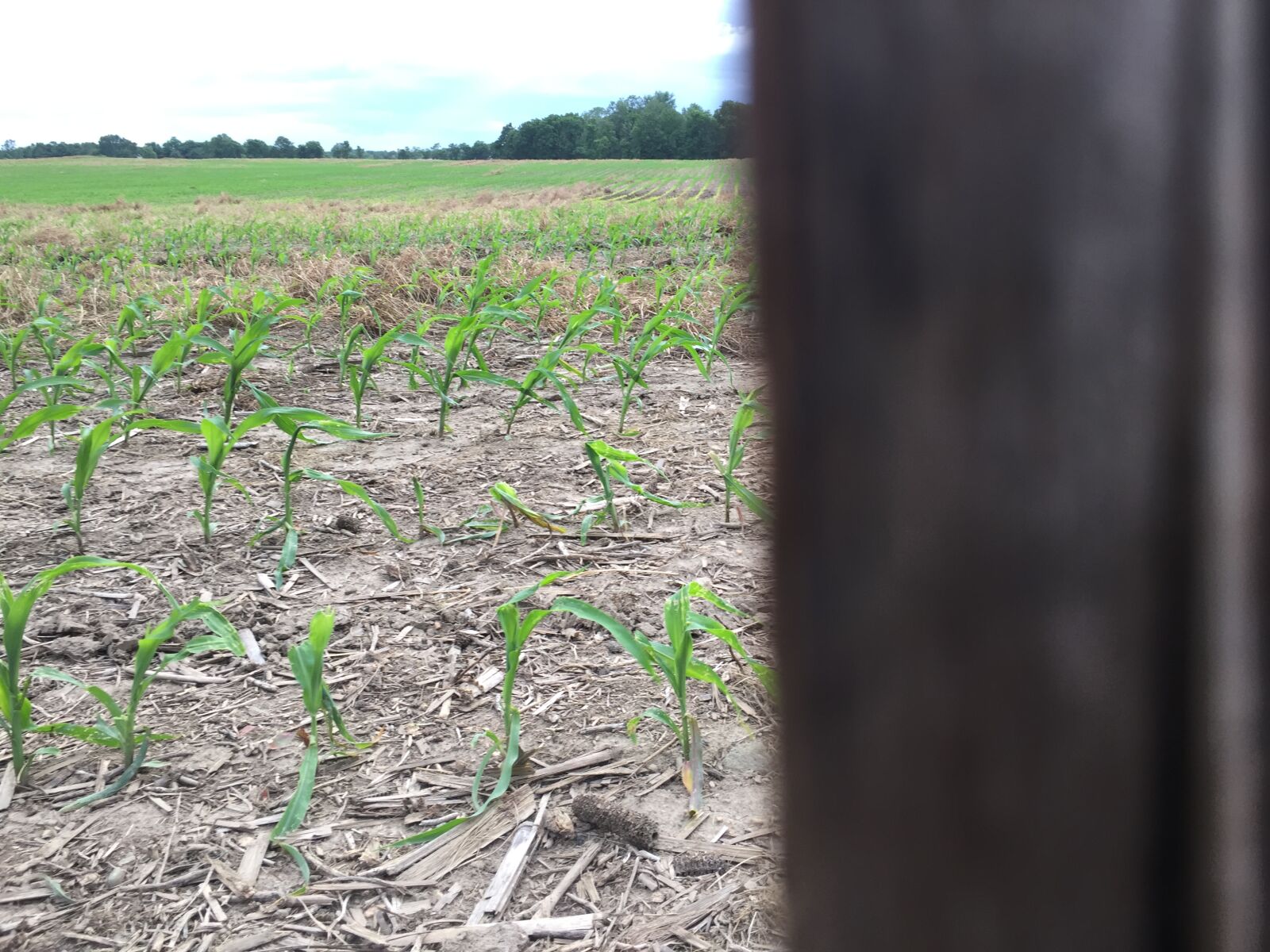 iPhone 6 back camera 4.15mm f/2.2 sample photo. Farm photography