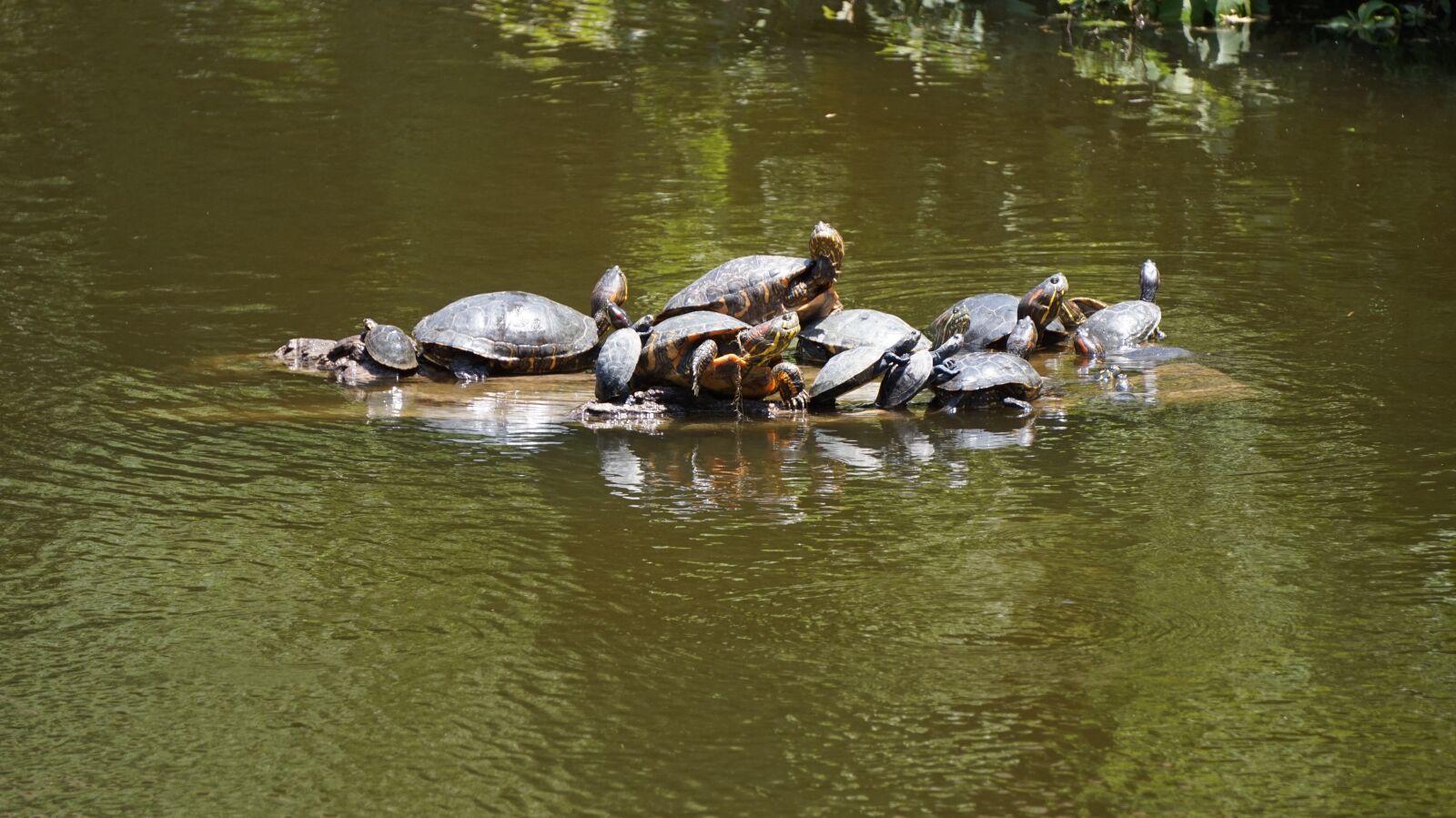 Sony Alpha a5000 (ILCE 5000) + Sony E 55-210mm F4.5-6.3 OSS sample photo. Turtles, reptiles, water animal photography