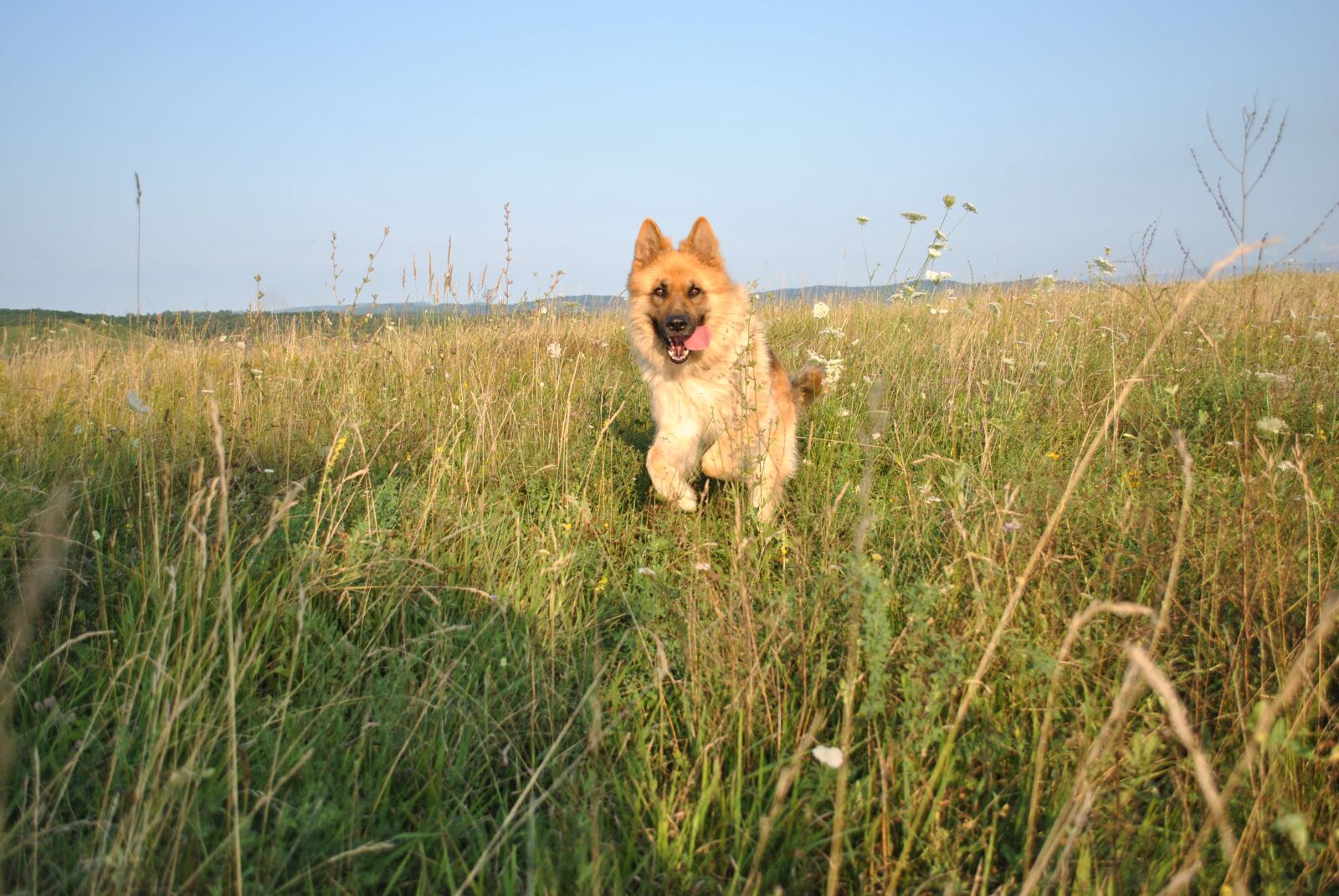 Nikon D3000 sample photo. Dog, running, freedom photography