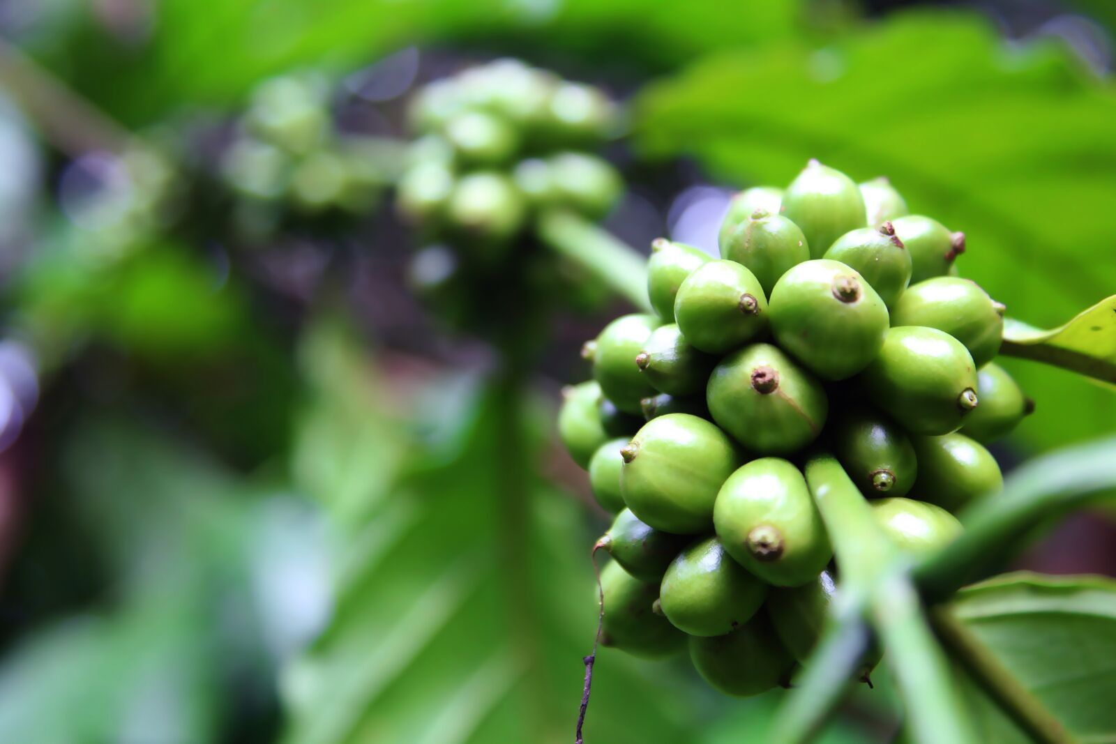 Canon EOS 1200D (EOS Rebel T5 / EOS Kiss X70 / EOS Hi) sample photo. Coffee beans, coffee, caffeine photography