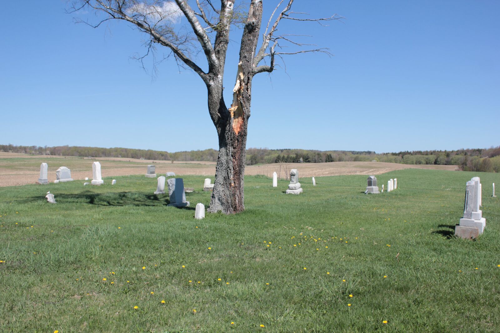 Canon EOS 550D (EOS Rebel T2i / EOS Kiss X4) sample photo. Cemetery, tree, peaceful photography